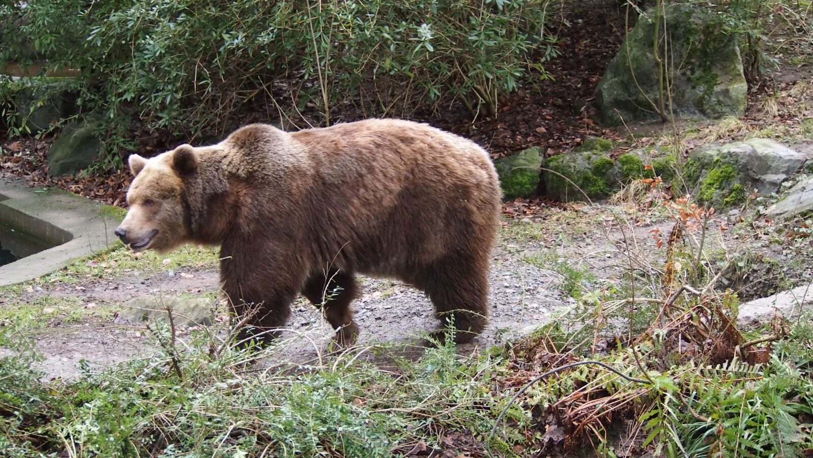 Olympus PEN E-PL3 sample photo. Brown bear, zoo, wuppertal photography