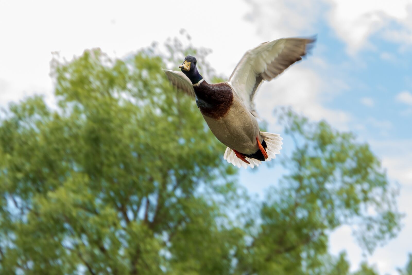 Canon EOS 6D Mark II sample photo. Duck, flight, flying photography