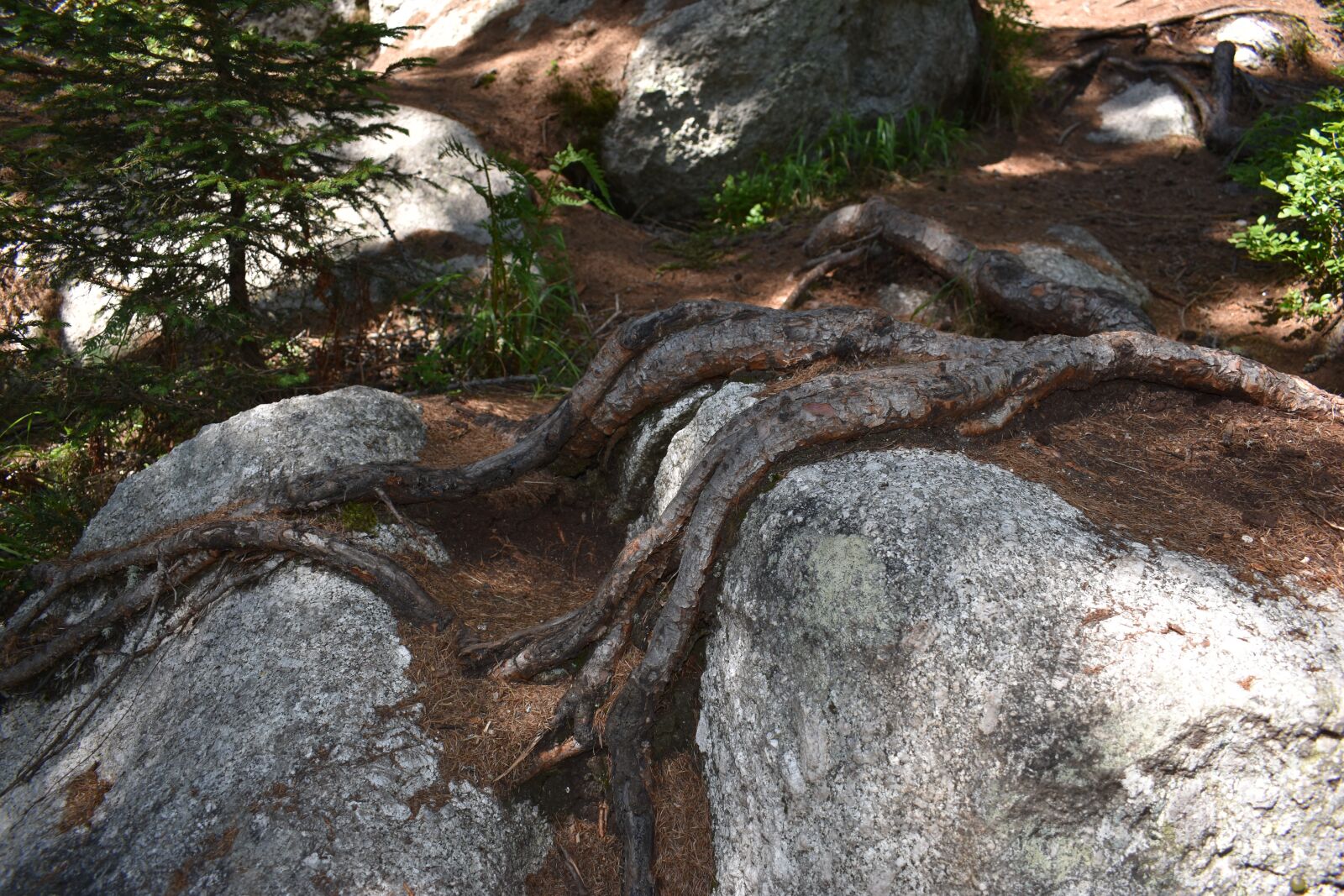 Nikon D3400 sample photo. Root, tree, forest photography