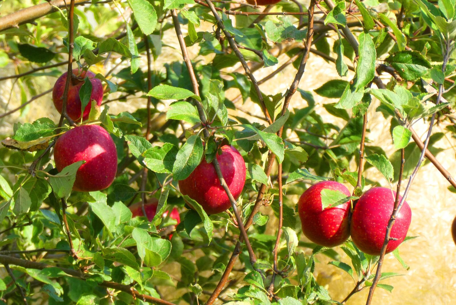 Panasonic Lumix DC-ZS70 (Lumix DC-TZ90) sample photo. Apples, fruits, autumn photography