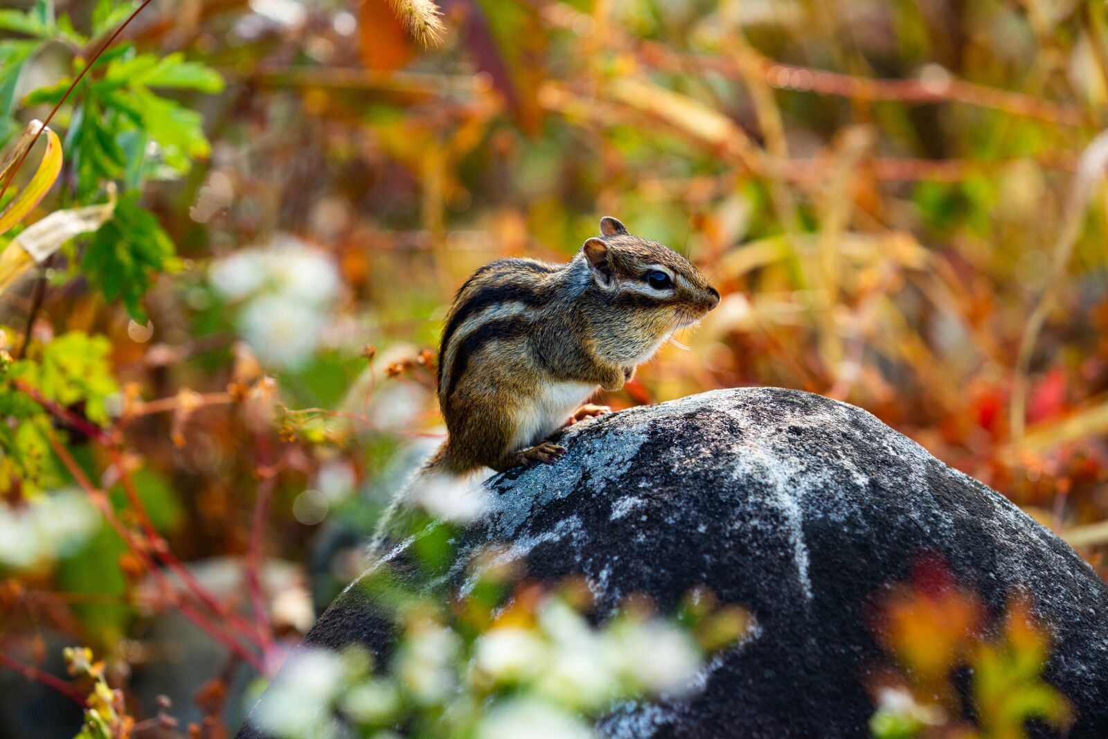 Minolta/Sony AF 70-200mm F2.8 G sample photo. Squirrel, autumn, outdoor photography