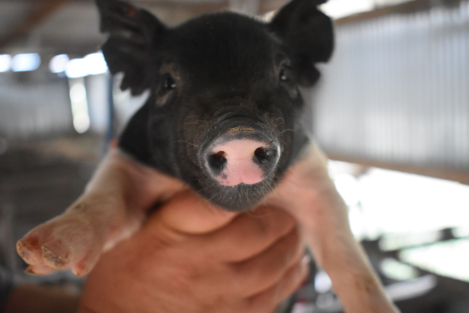 Nikon D3400 sample photo. Pig, snout, baby photography