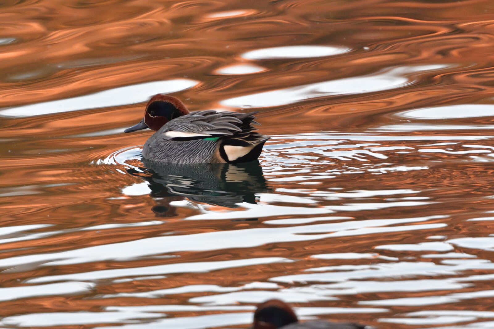 Nikon D500 sample photo. Waters, reflection, pond photography