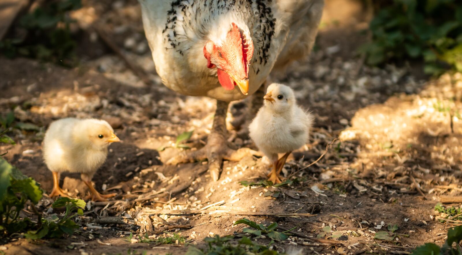Nikon D750 sample photo. Animals, chicks, mother hen photography