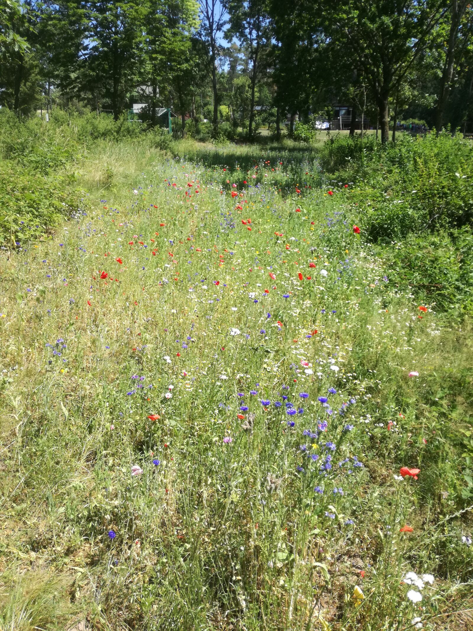 HUAWEI P9 LITE sample photo. Meadow, flowers, nature photography