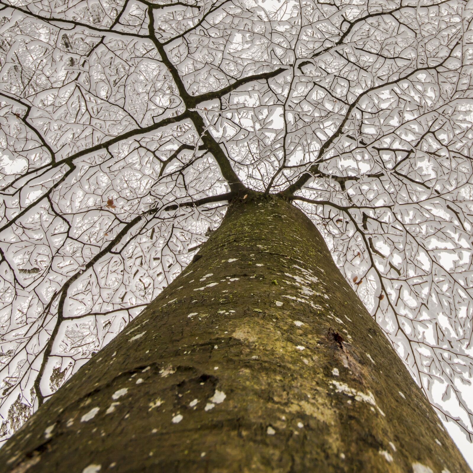Canon EOS 7D sample photo. Log, aesthetic, snow photography