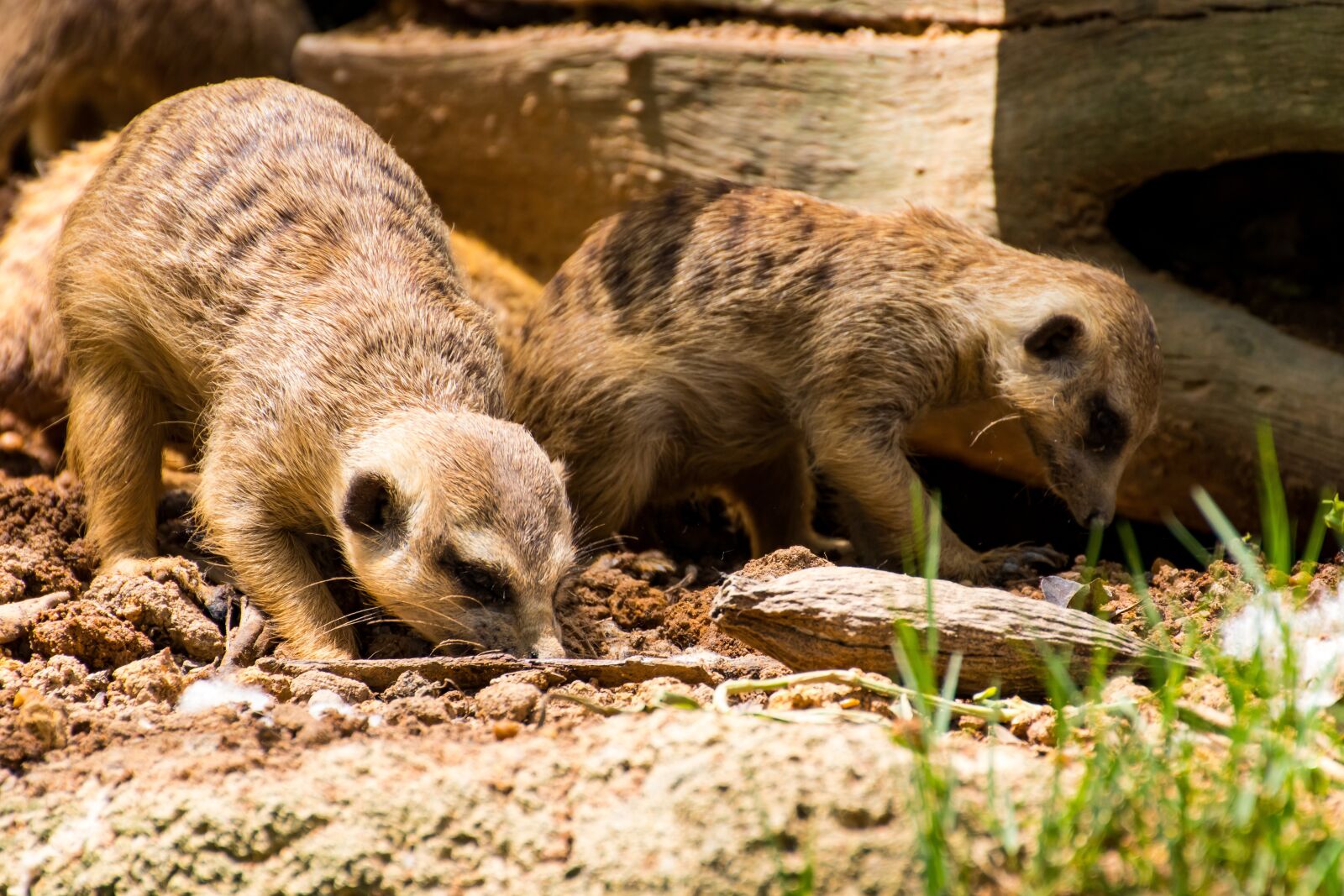 Canon EOS 800D (EOS Rebel T7i / EOS Kiss X9i) sample photo. Animal, meerkat, nature photography