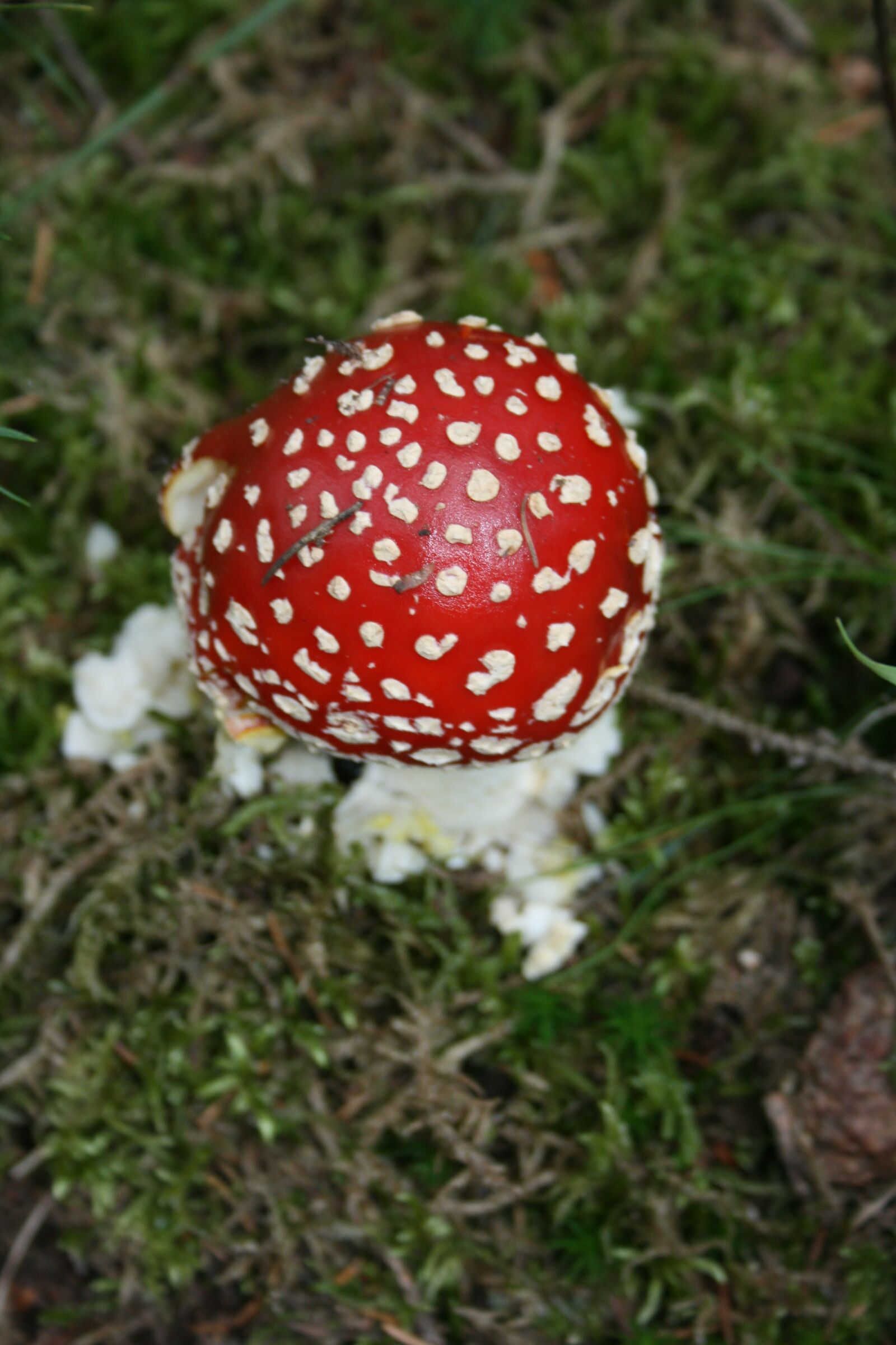 Canon EOS 400D (EOS Digital Rebel XTi / EOS Kiss Digital X) sample photo. Fly agaric, forest, nature photography