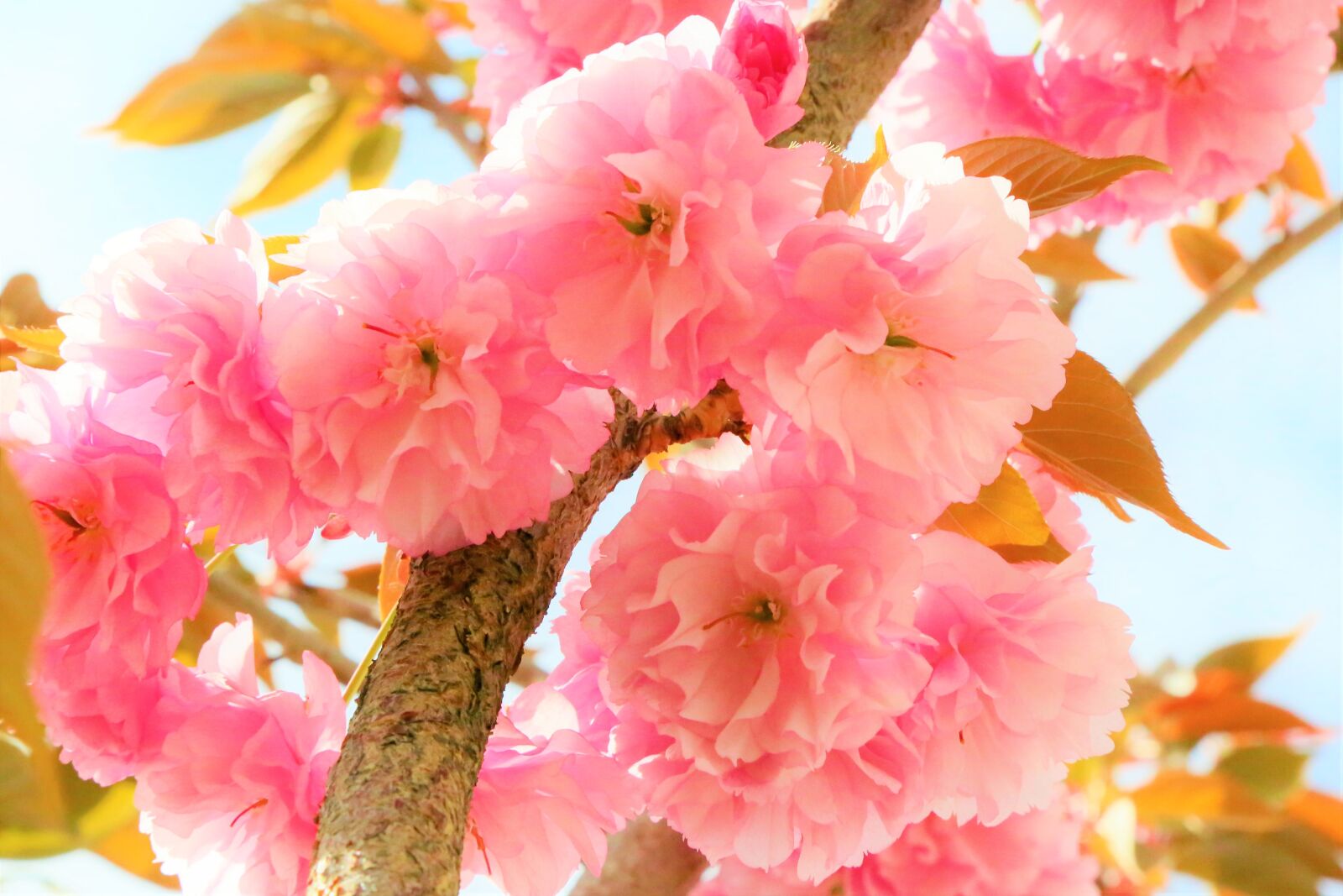 Canon EF 24-105mm F4L IS USM sample photo. Flowers, spring, tree photography