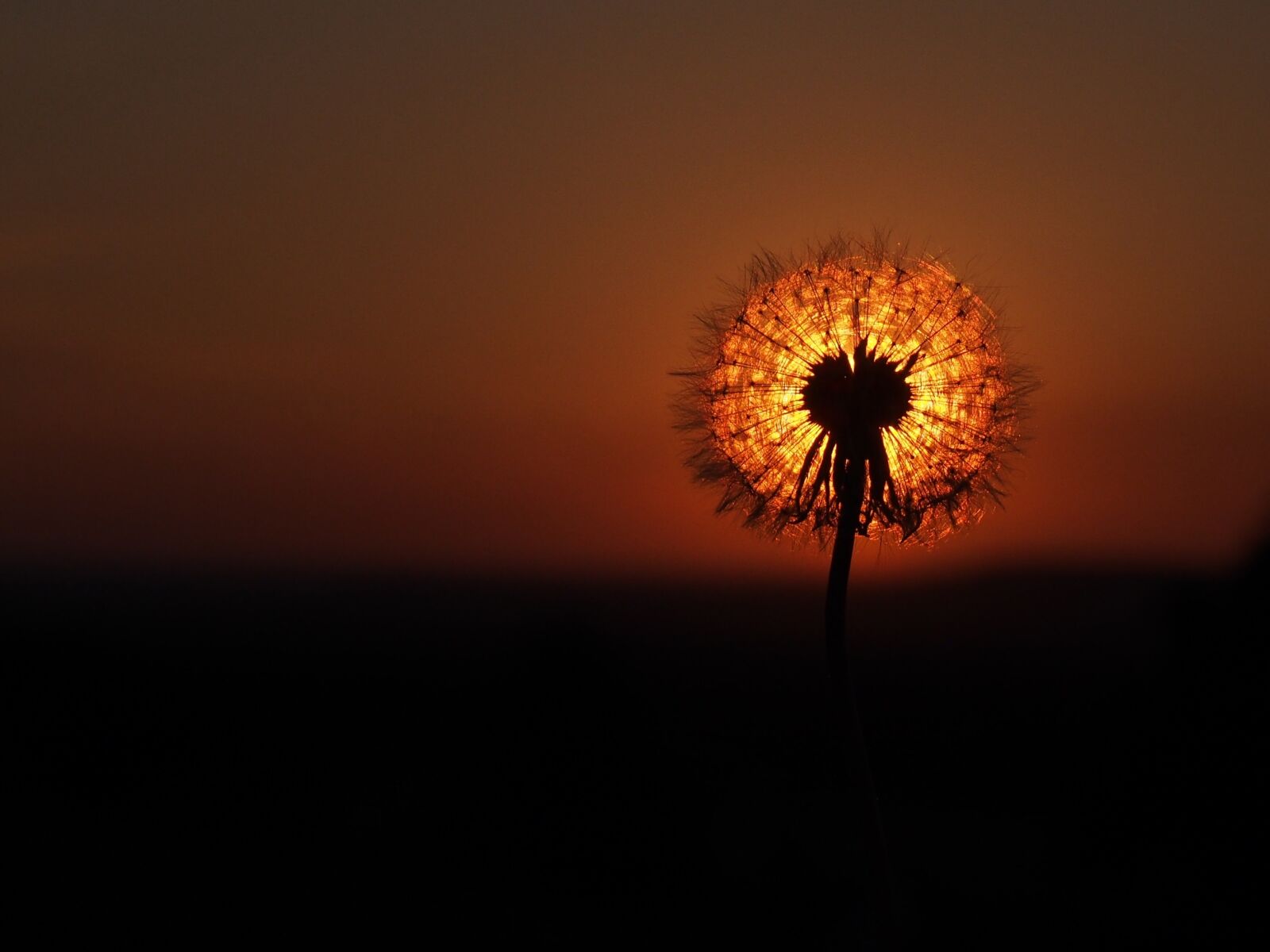 Olympus OM-D E-M5 sample photo. Nature, sun, dawn photography