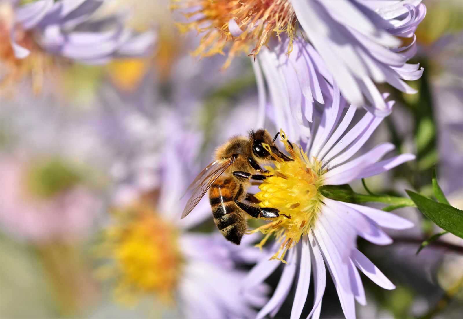 Nikon D7200 sample photo. Bee, honey bee, insect photography