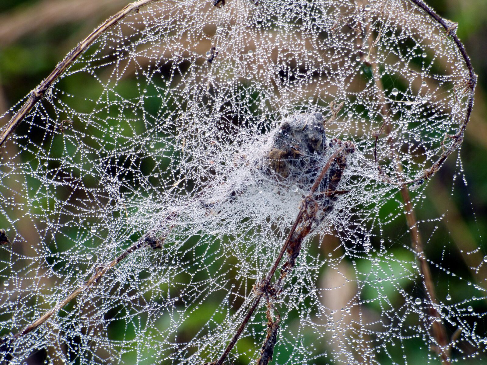 Panasonic DMC-FZ72 sample photo. Canvas, spider, drops photography