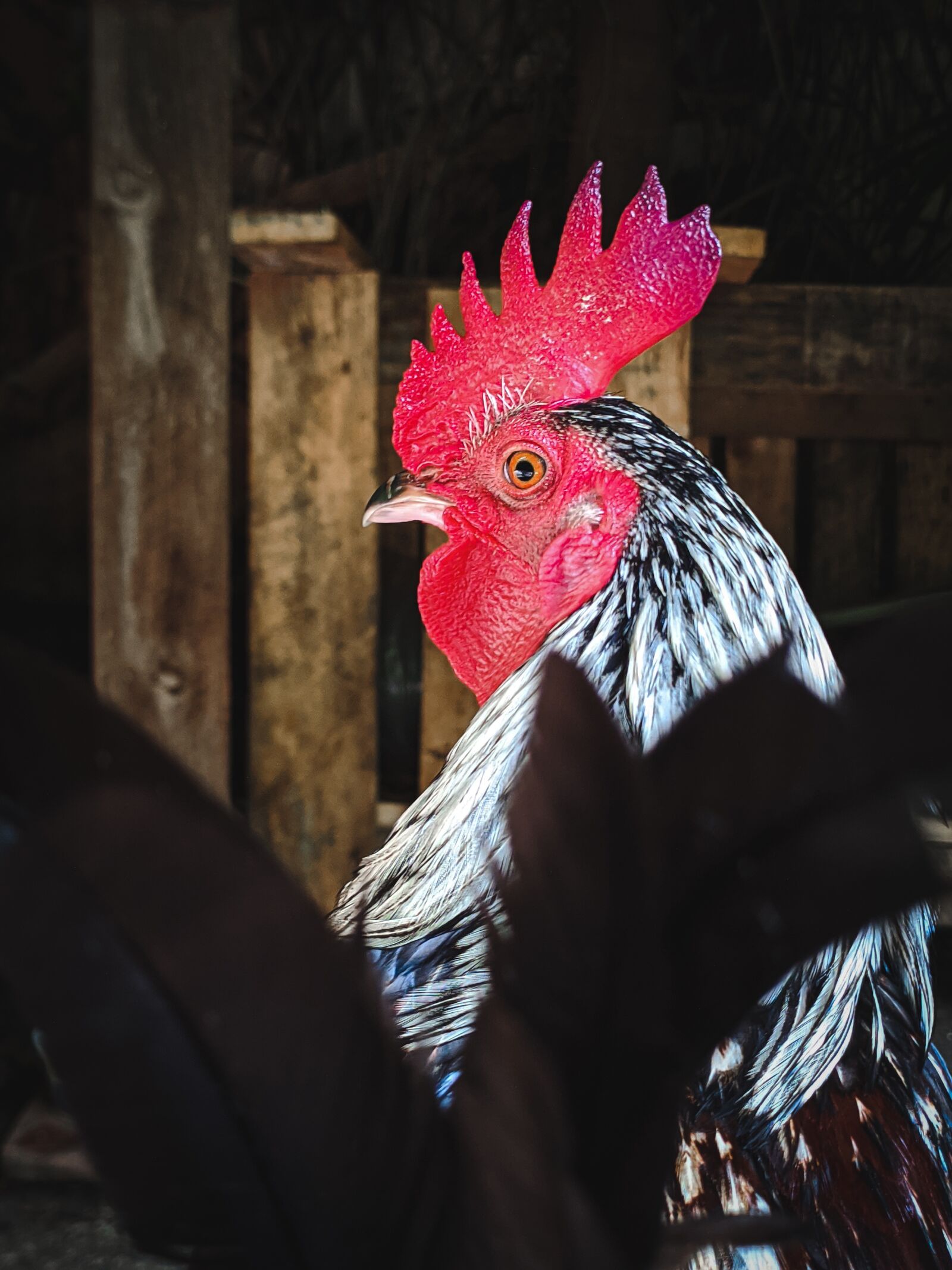 Xiaomi Redmi Note 7 sample photo. Ave, pollo, animal photography