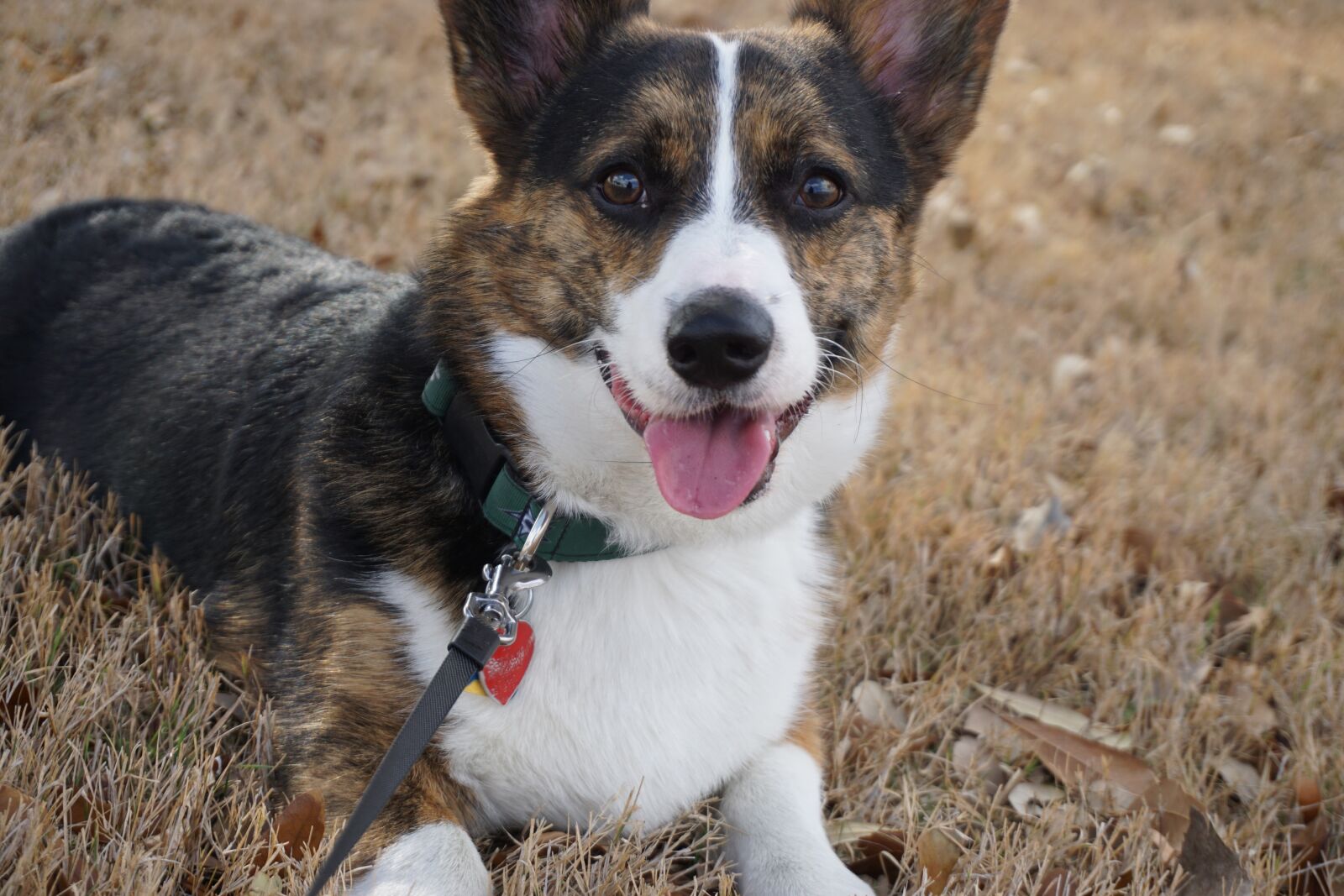 Sony a6000 sample photo. Corgi, dog, animal photography
