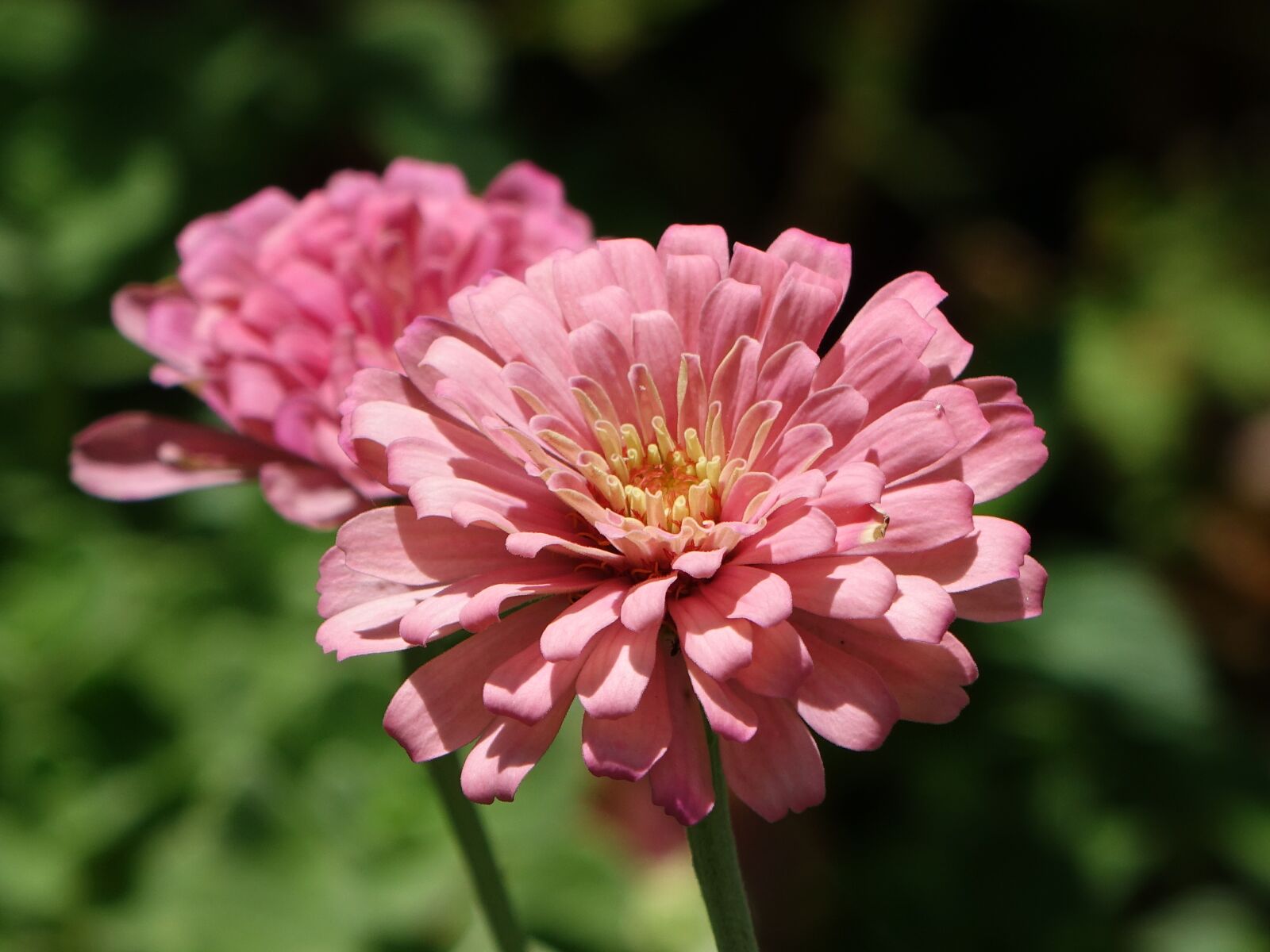 Sony Cyber-shot DSC-RX10 sample photo. Flower, zinnia, pink photography