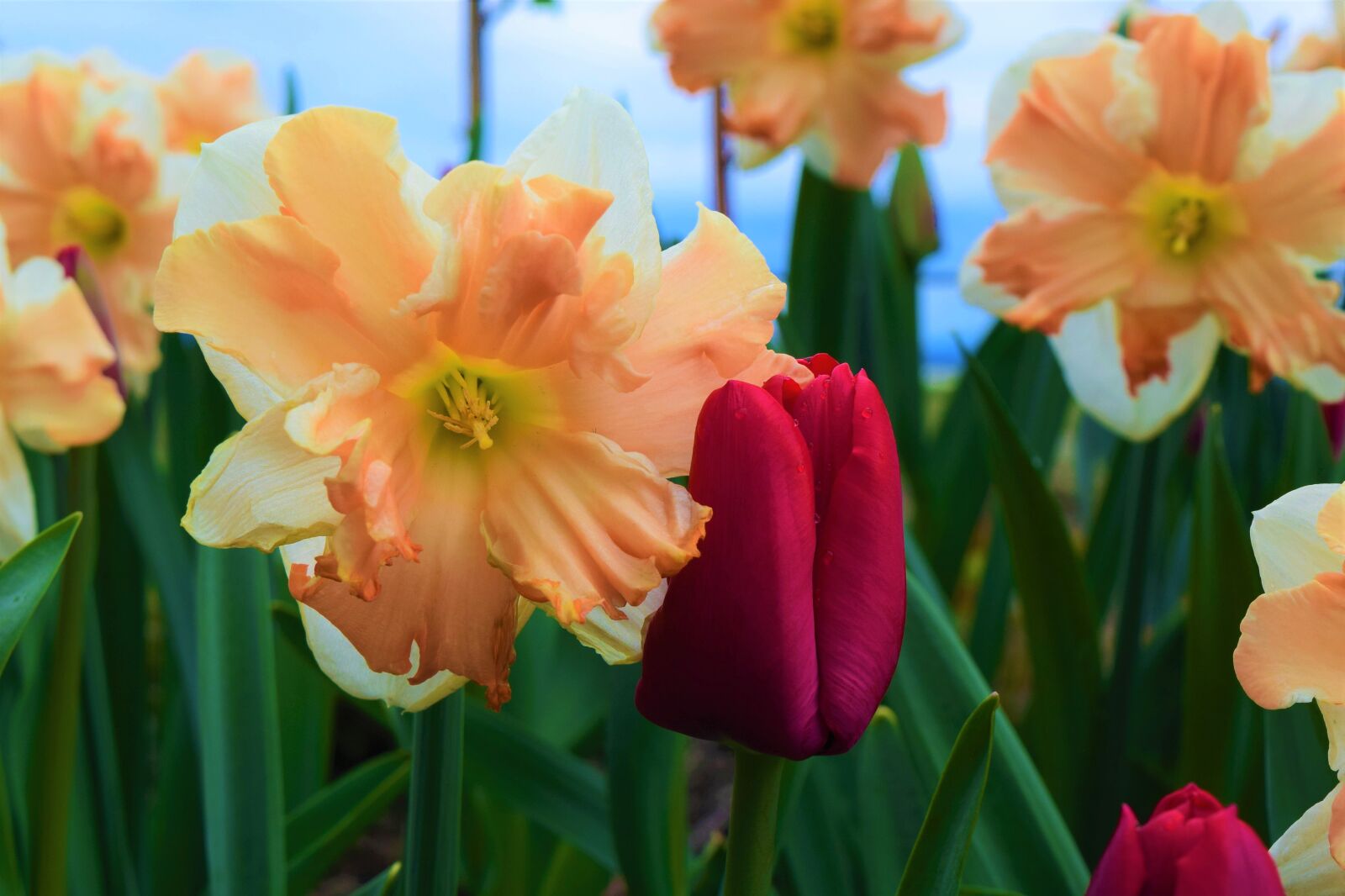 Nikon D3300 sample photo. May flowers, daffodils, tulip photography