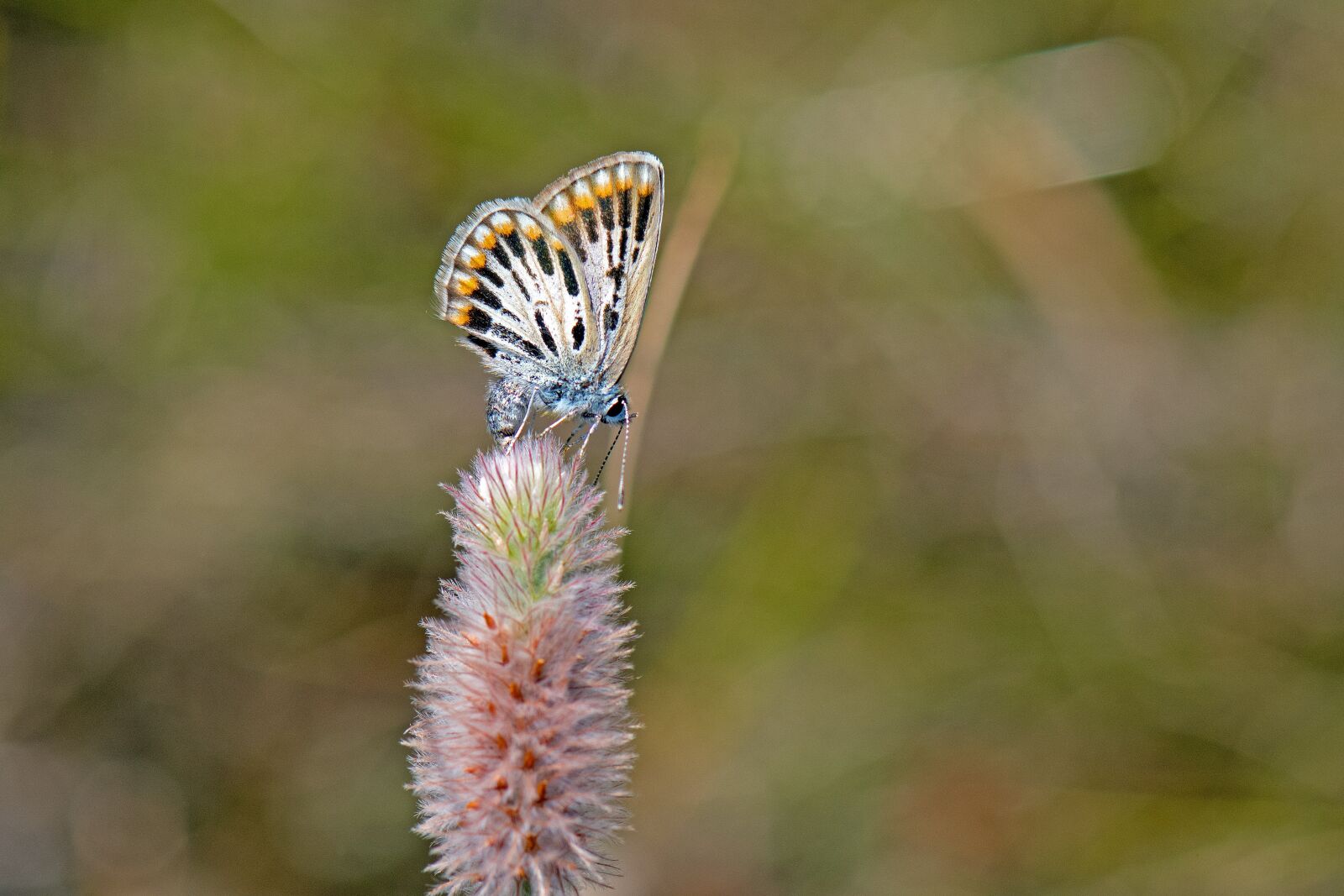 Nikon D500 sample photo. Butterfly, butterflies, common blue photography