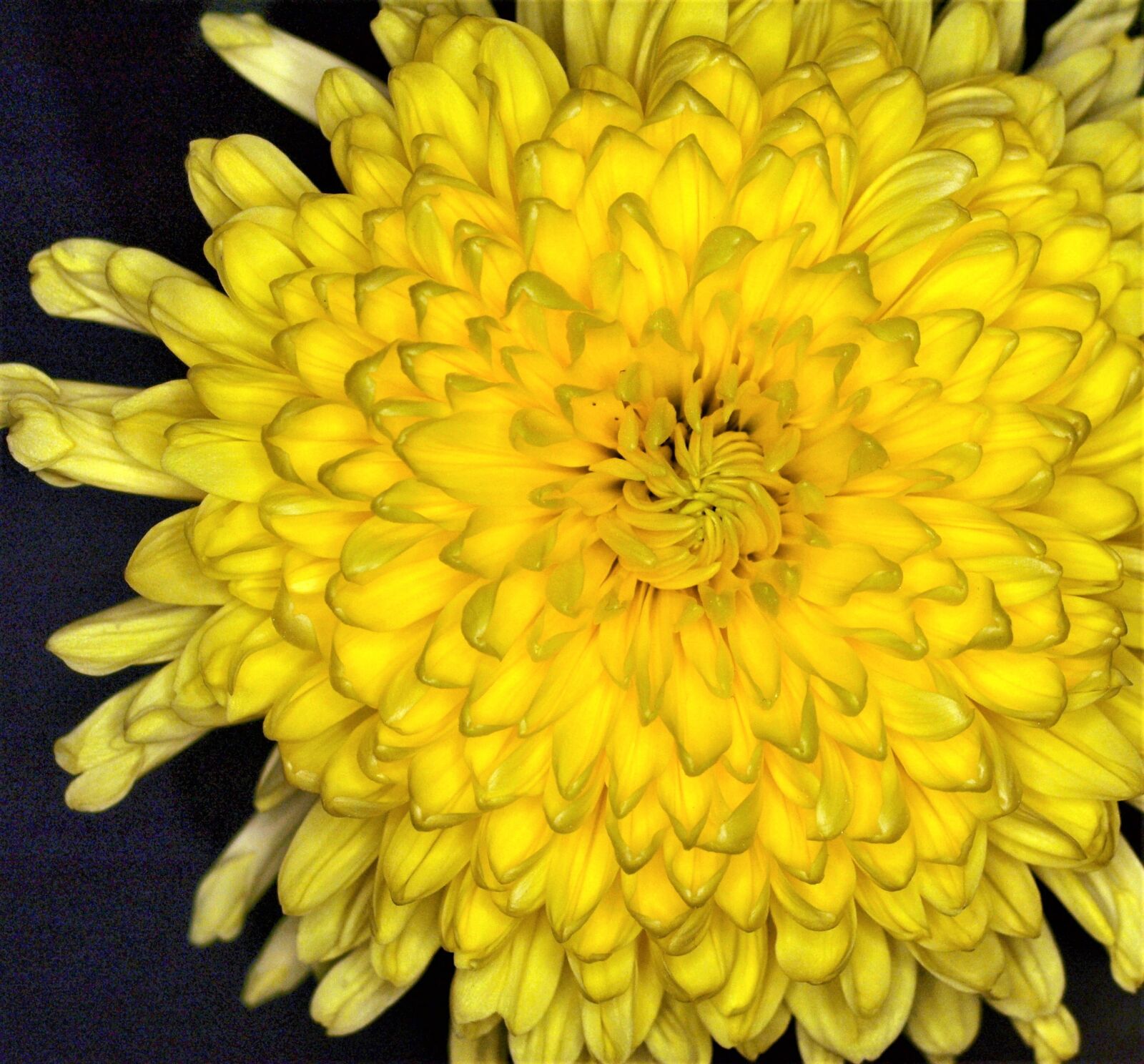Olympus E-520 (EVOLT E-520) sample photo. Flower, nature, flora photography