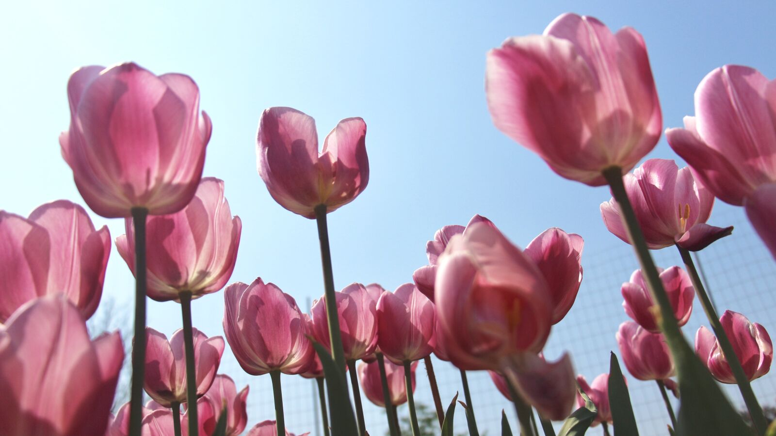 Canon EOS 700D (EOS Rebel T5i / EOS Kiss X7i) sample photo. Tulip, flowers, bottom shot photography