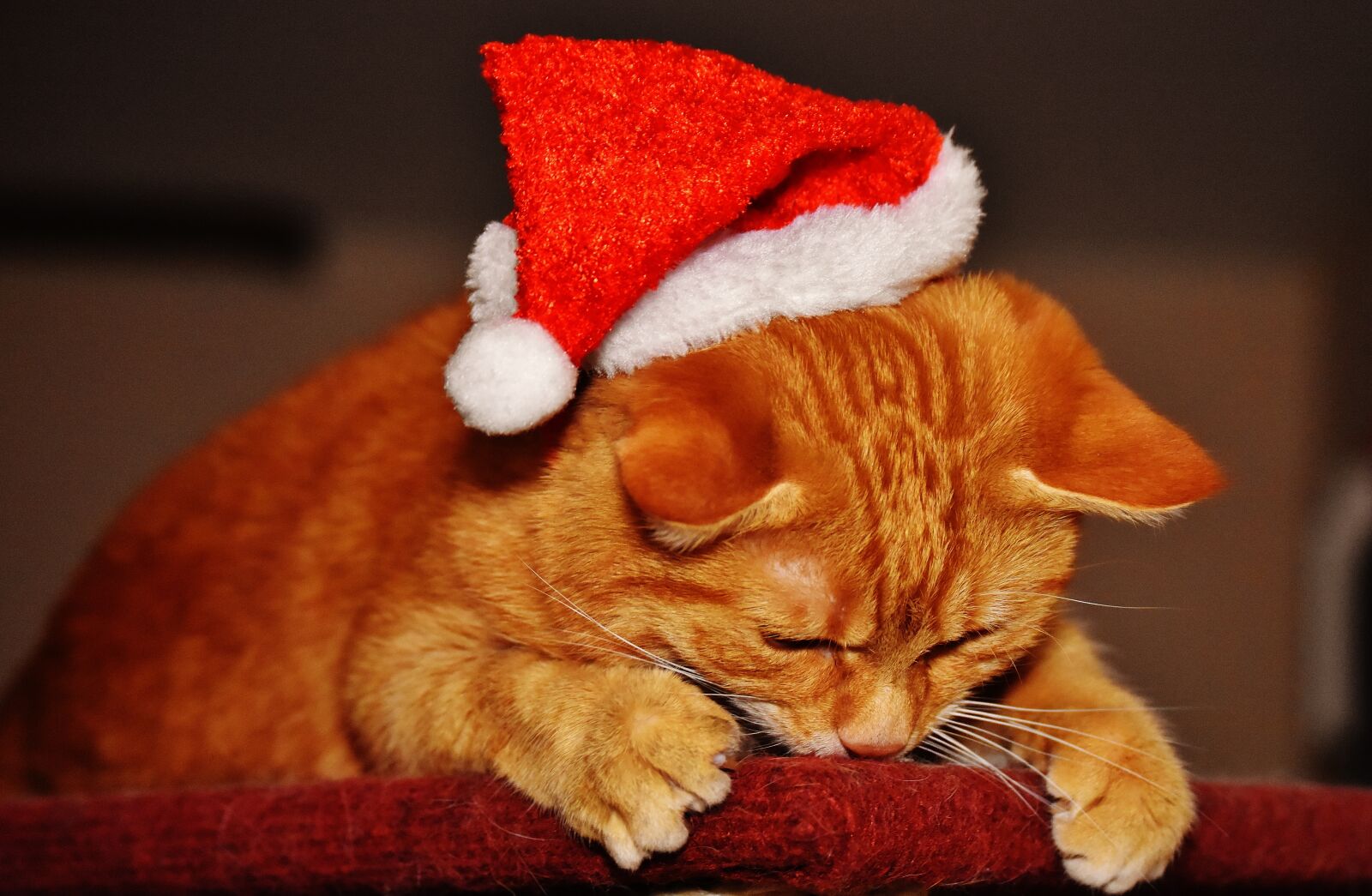 Nikon D7200 sample photo. Cat, red, christmas photography