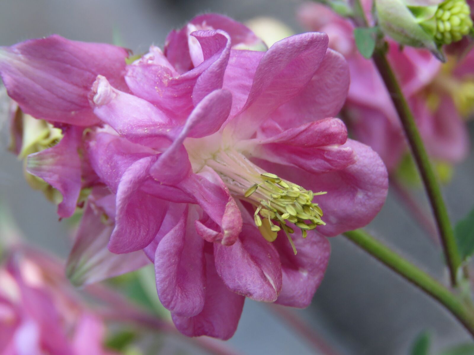 Canon PowerShot SX60 HS sample photo. Akelei, bloom, vegetable photography