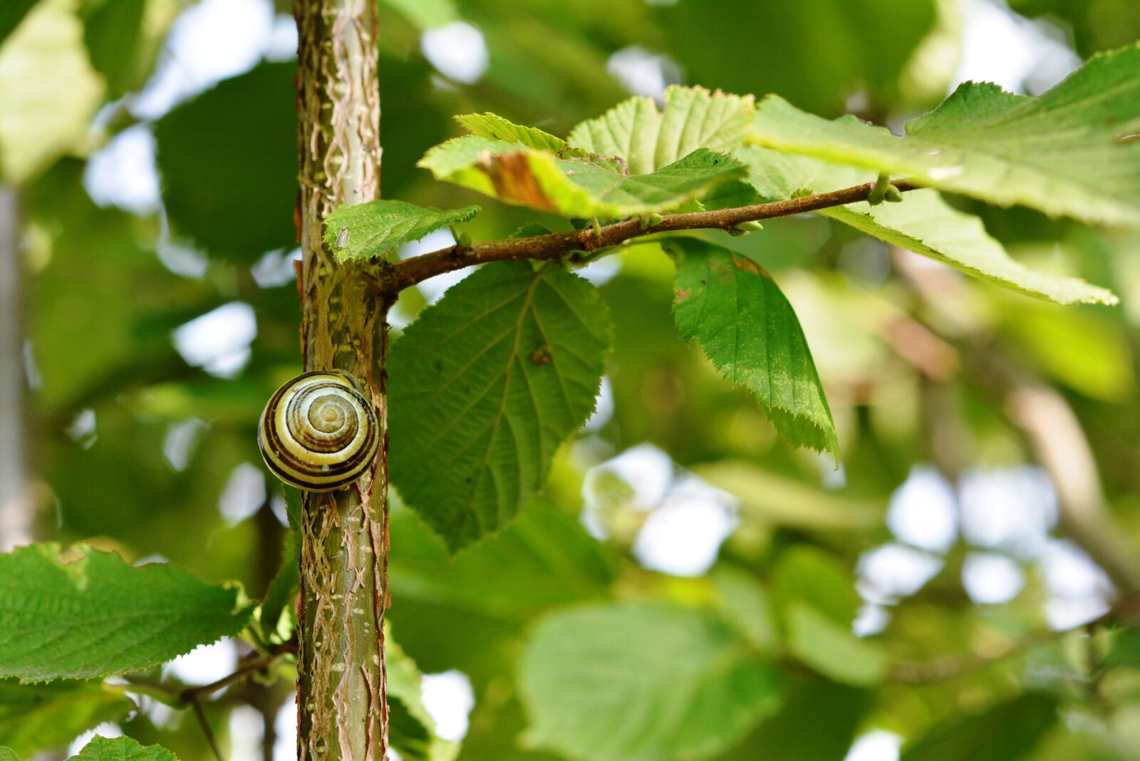 Nikon D5200 sample photo. Snail, seashell, shell photography