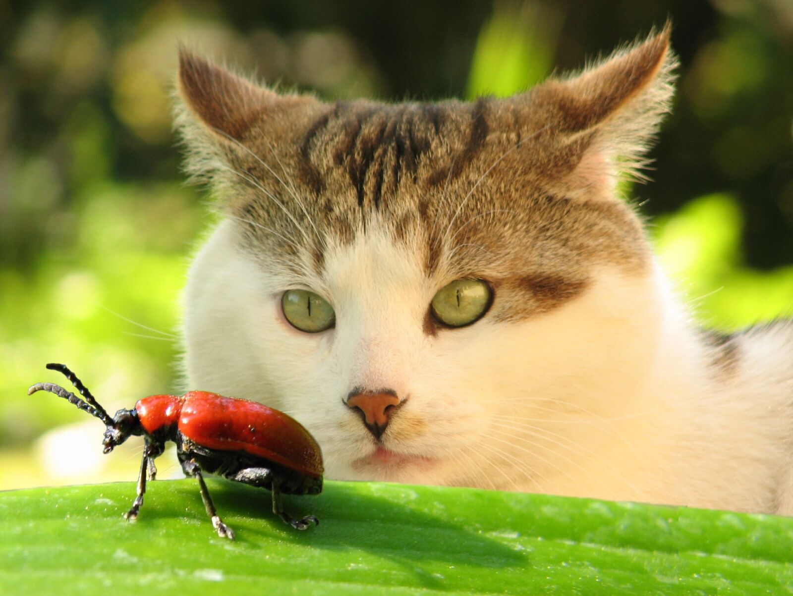 Canon PowerShot SX50 HS sample photo. Animals, cat, insect photography