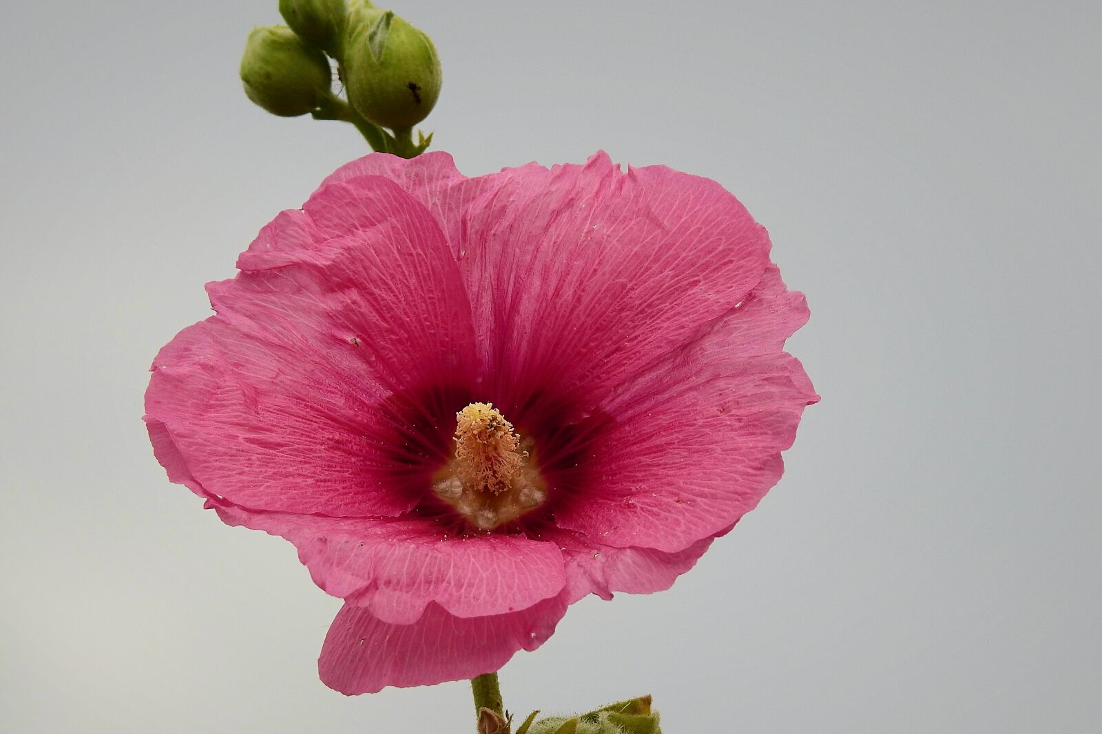 Nikon Coolpix P900 sample photo. Mallow, flower, pink photography