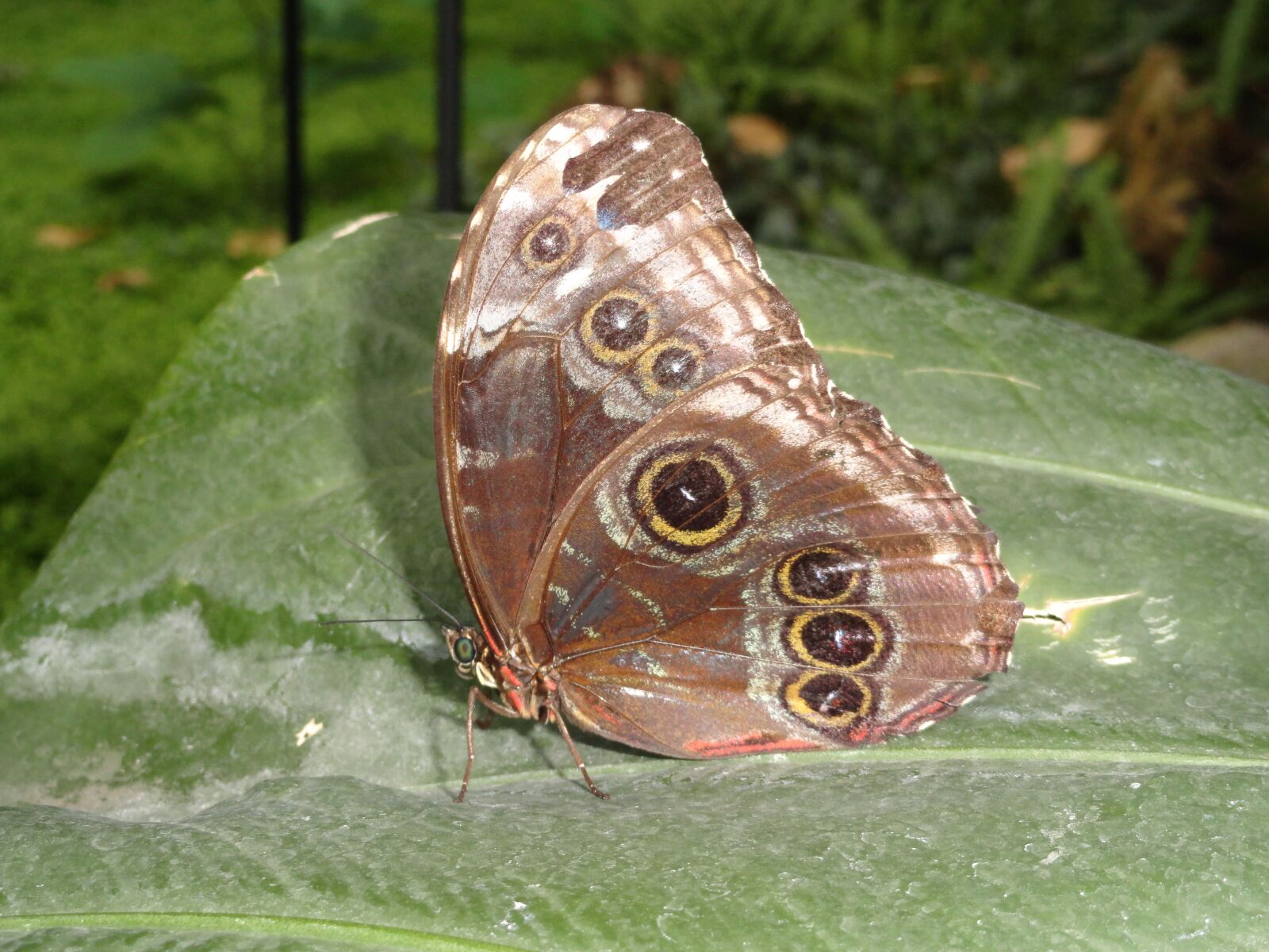 Sony Cyber-shot DSC-H70 sample photo. Butterfly, brown, nature photography