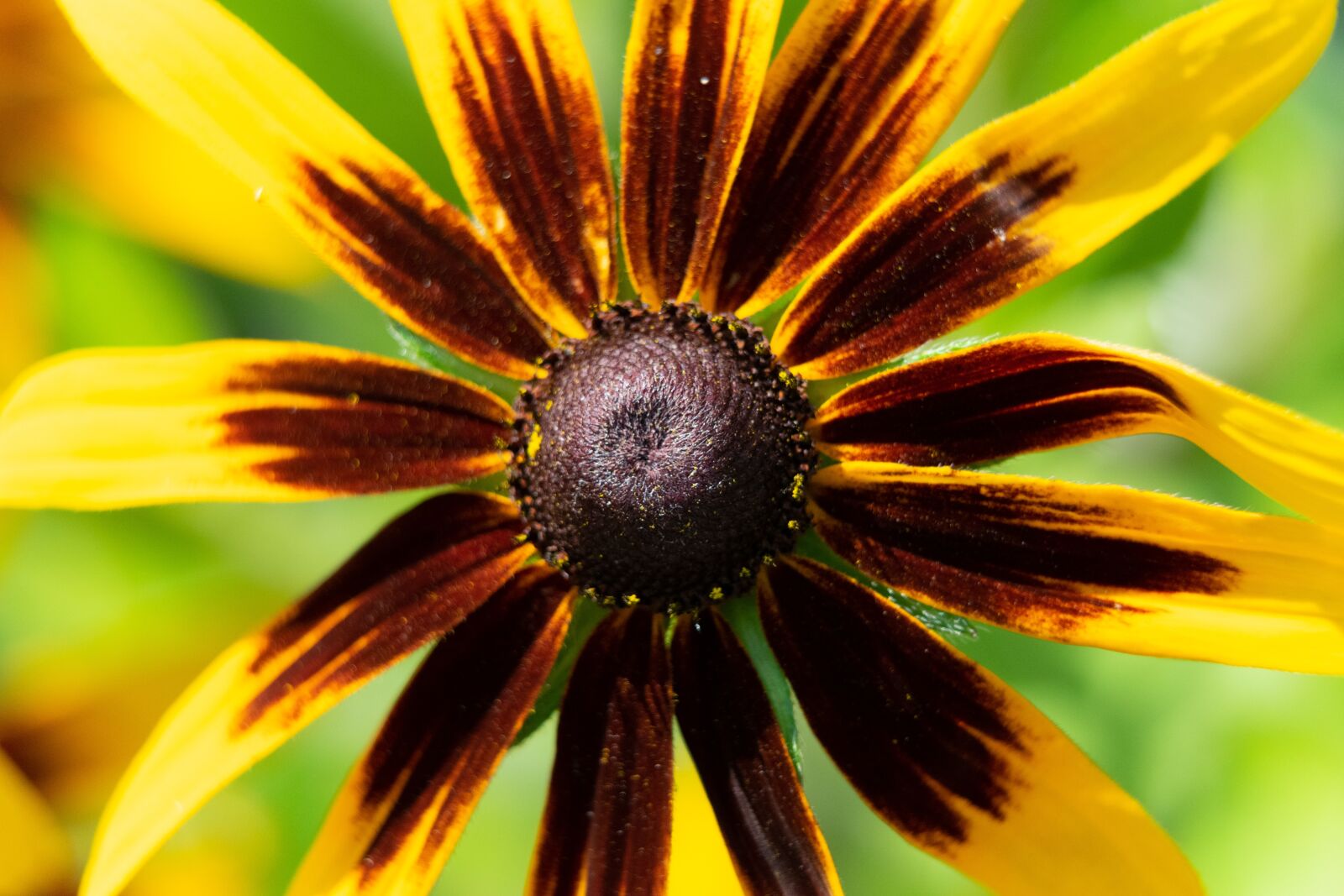Nikon D3300 sample photo. Flower, garden, flowers photography