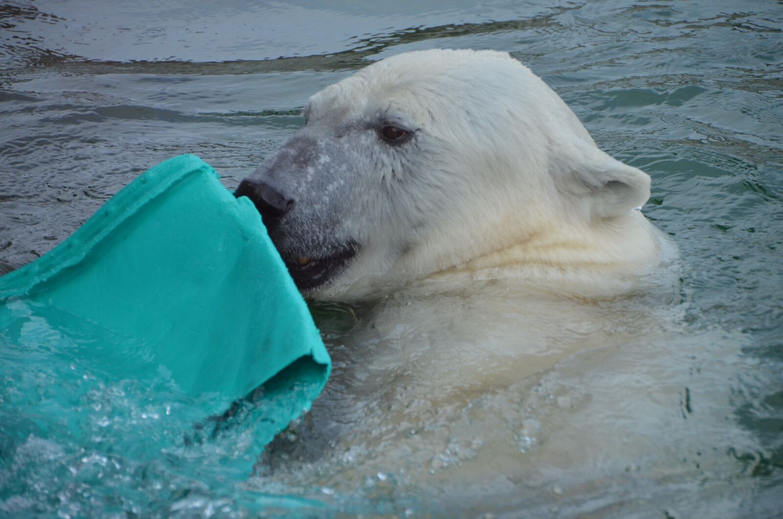 Nikon D5100 sample photo. Polar zoo, animal, white photography