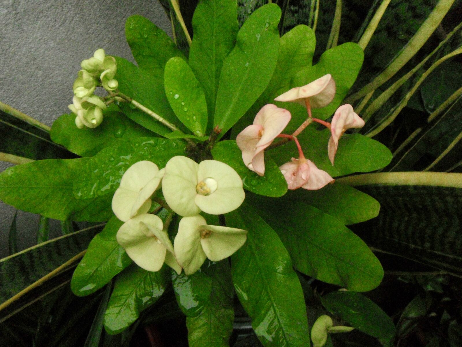 FujiFilm Finepix Z90 (Finepix Z91) sample photo