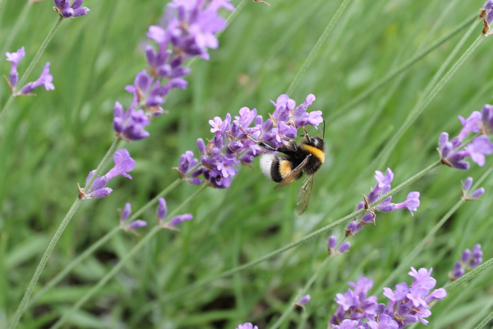 Canon EOS 1100D (EOS Rebel T3 / EOS Kiss X50) sample photo. Lavender, hummel, nature photography