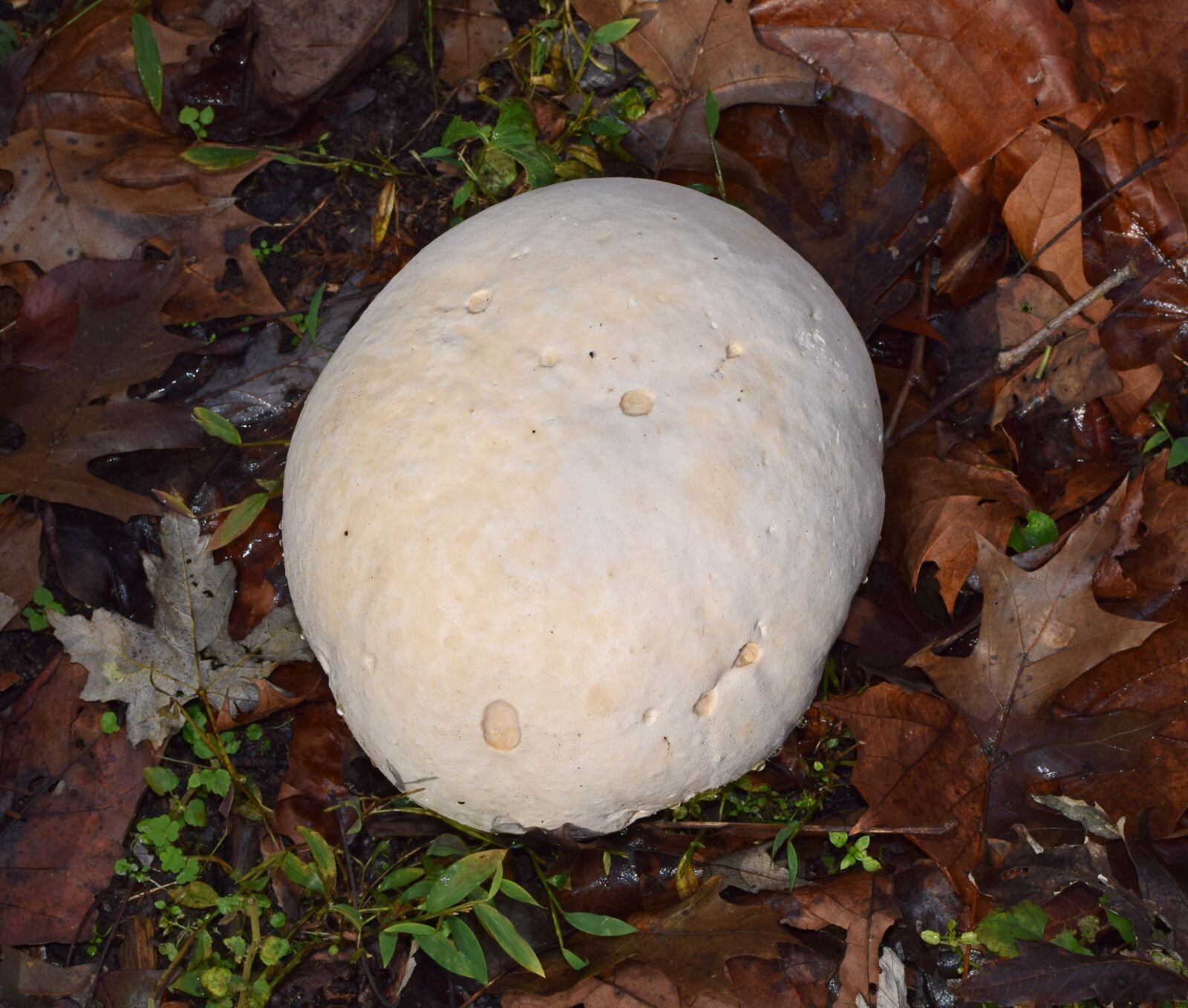 Nikon D3300 sample photo. Puffball, volleyball size, fungi photography