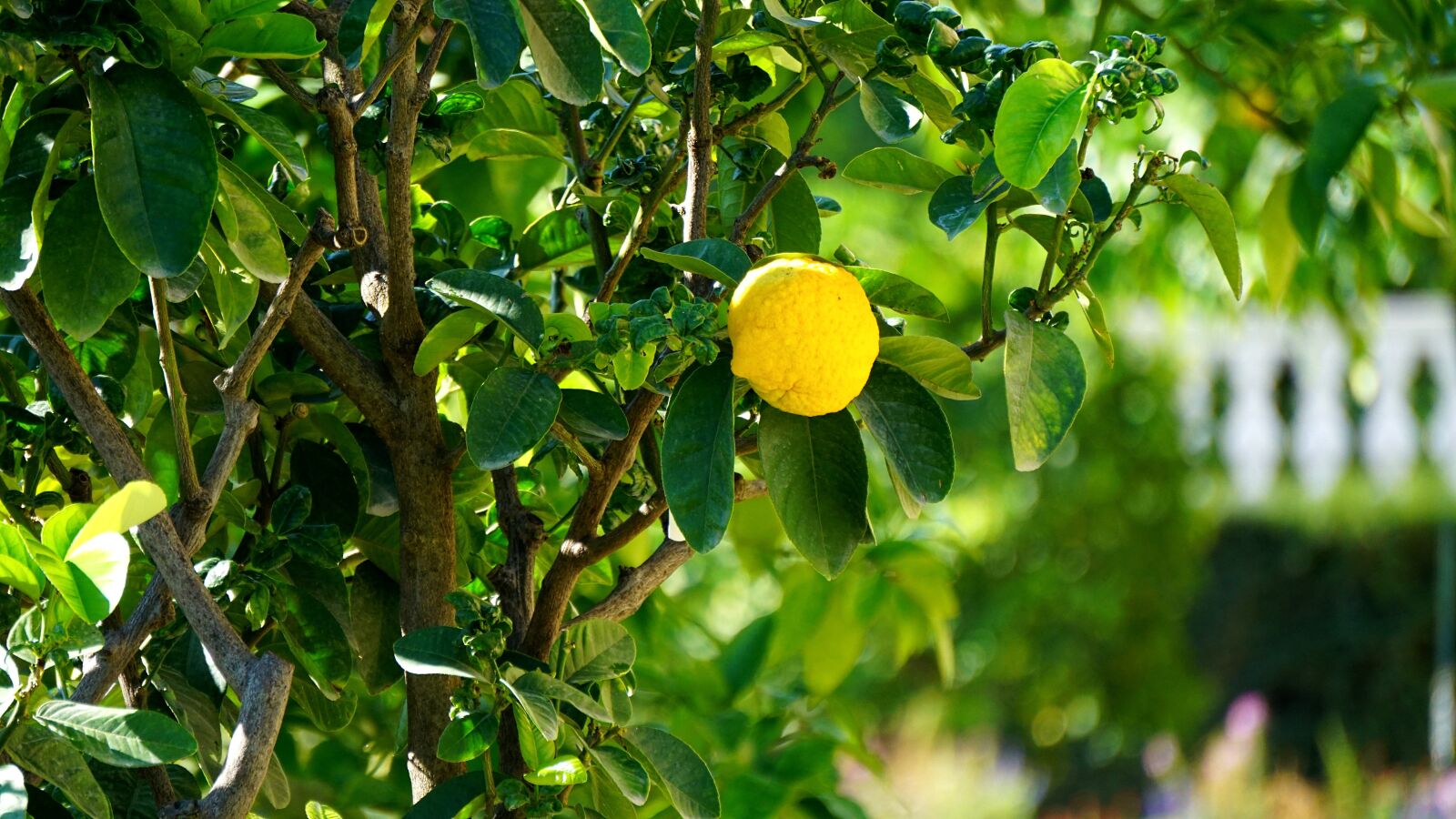 Sony E 55-210mm F4.5-6.3 OSS sample photo. Lemon, tree, fruit photography