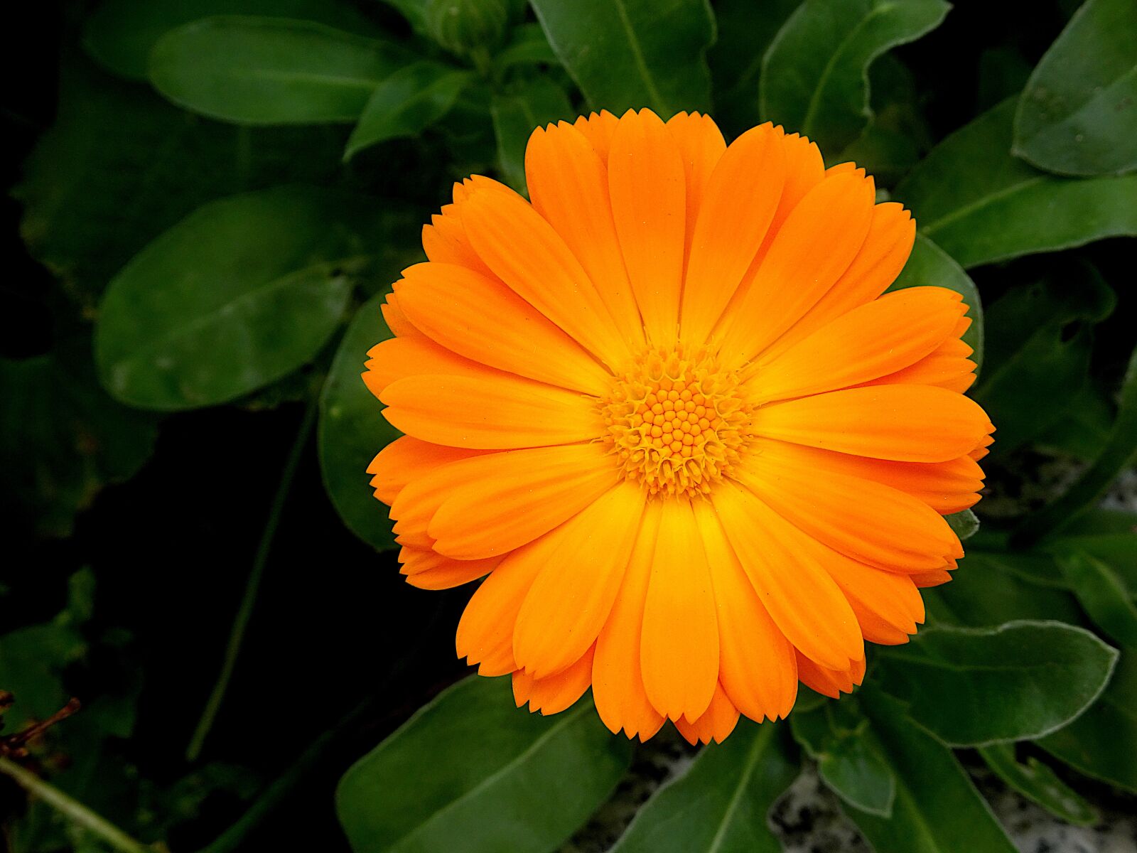 Sony Cyber-shot DSC-HX90V sample photo. Flower, worry, plants photography