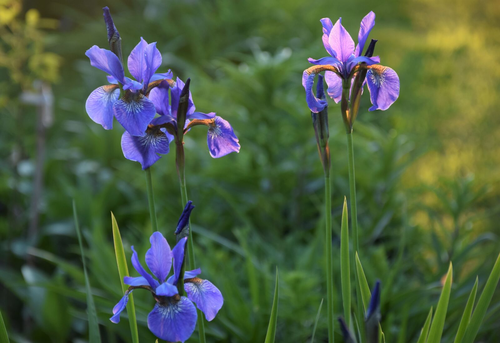 Nikon D5300 sample photo. Irises, garden, flower photography