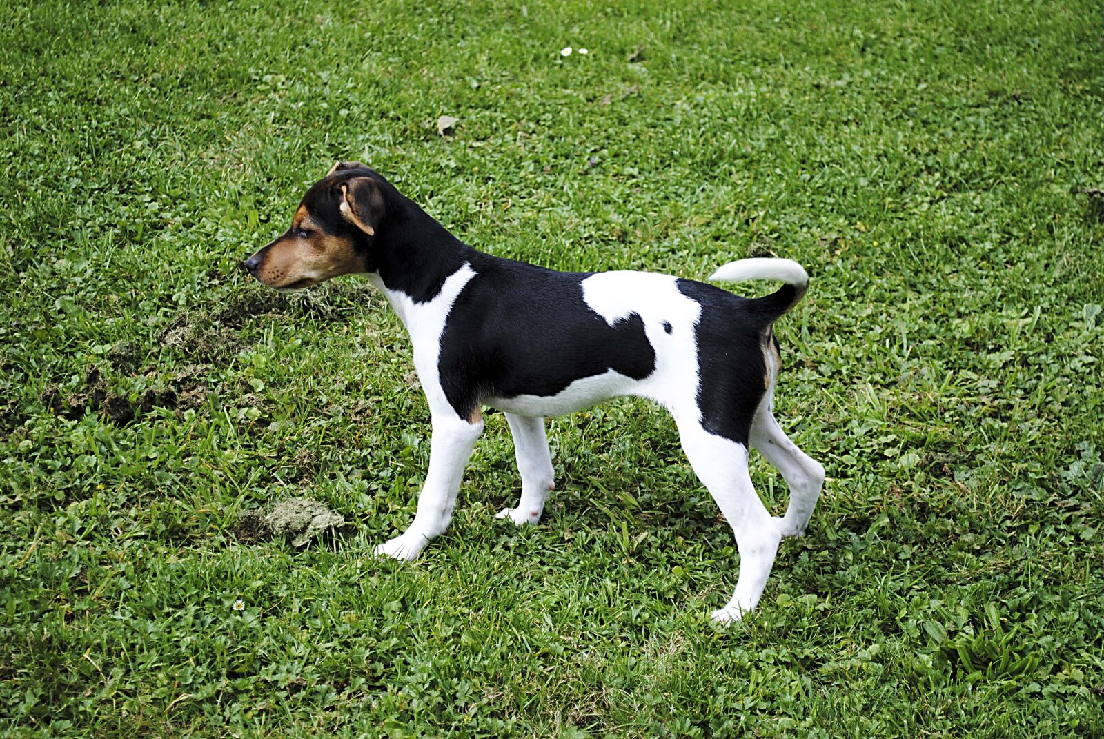 Nikon D3000 sample photo. Jack russell terrier, dog photography