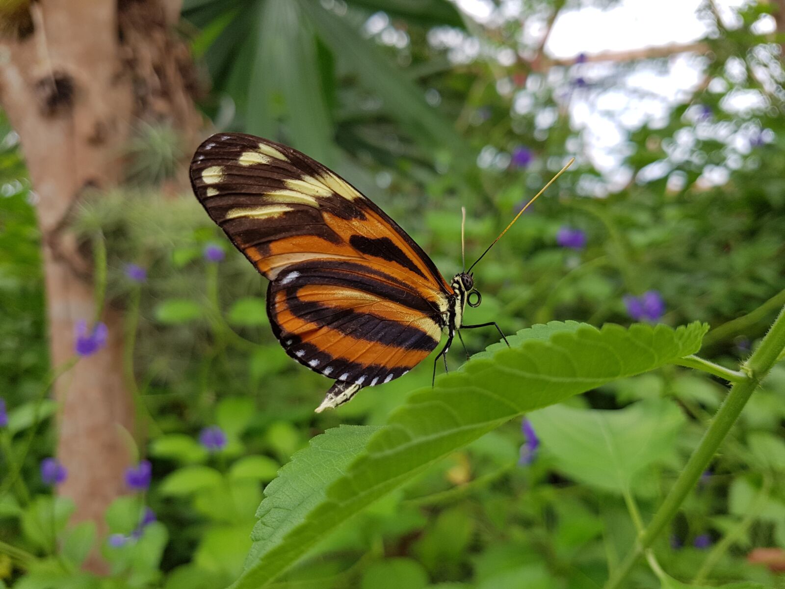 Samsung Galaxy S7 sample photo. Butterfly, wings, orange butterfly photography