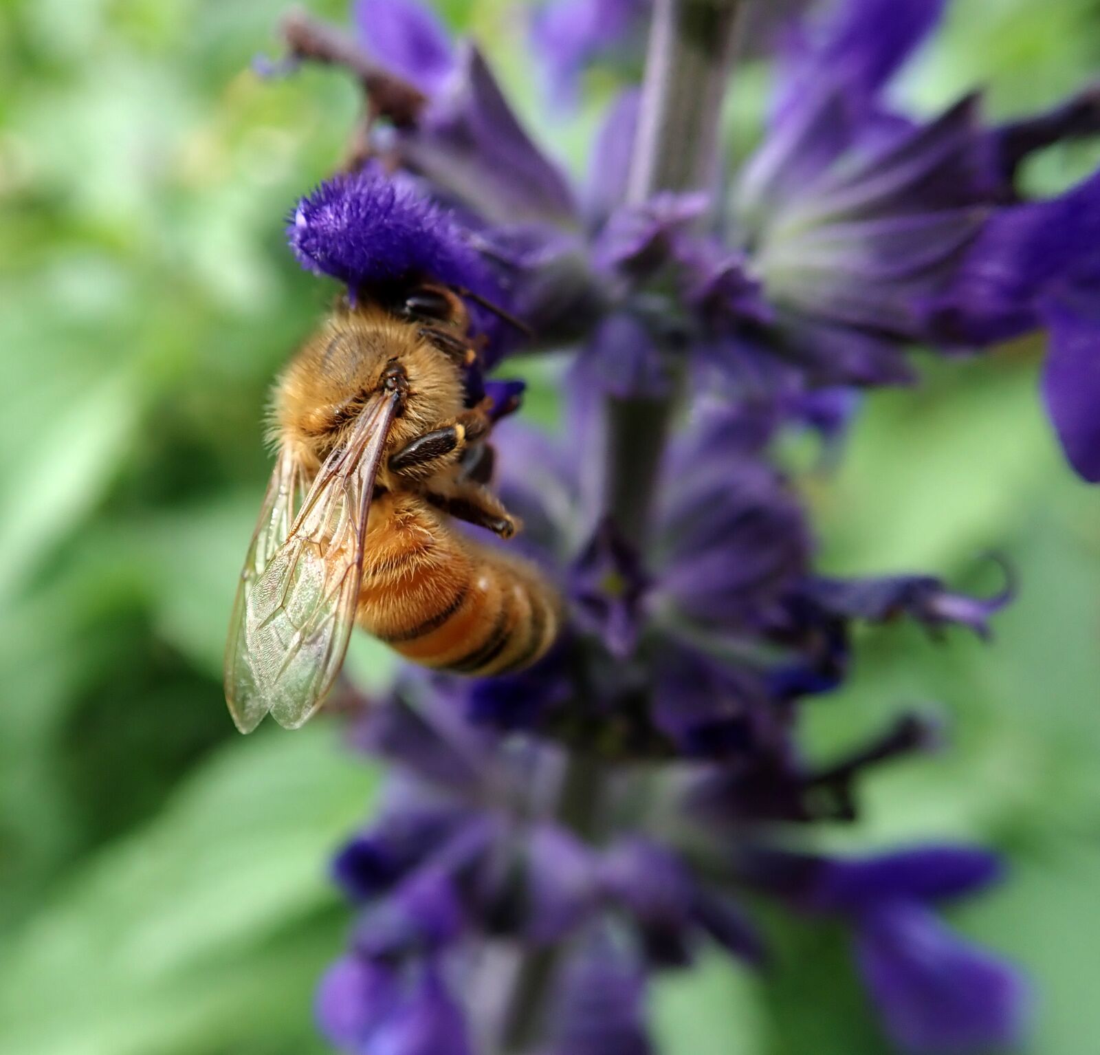 Olympus TG-5 sample photo. Bee, insect, pollen photography