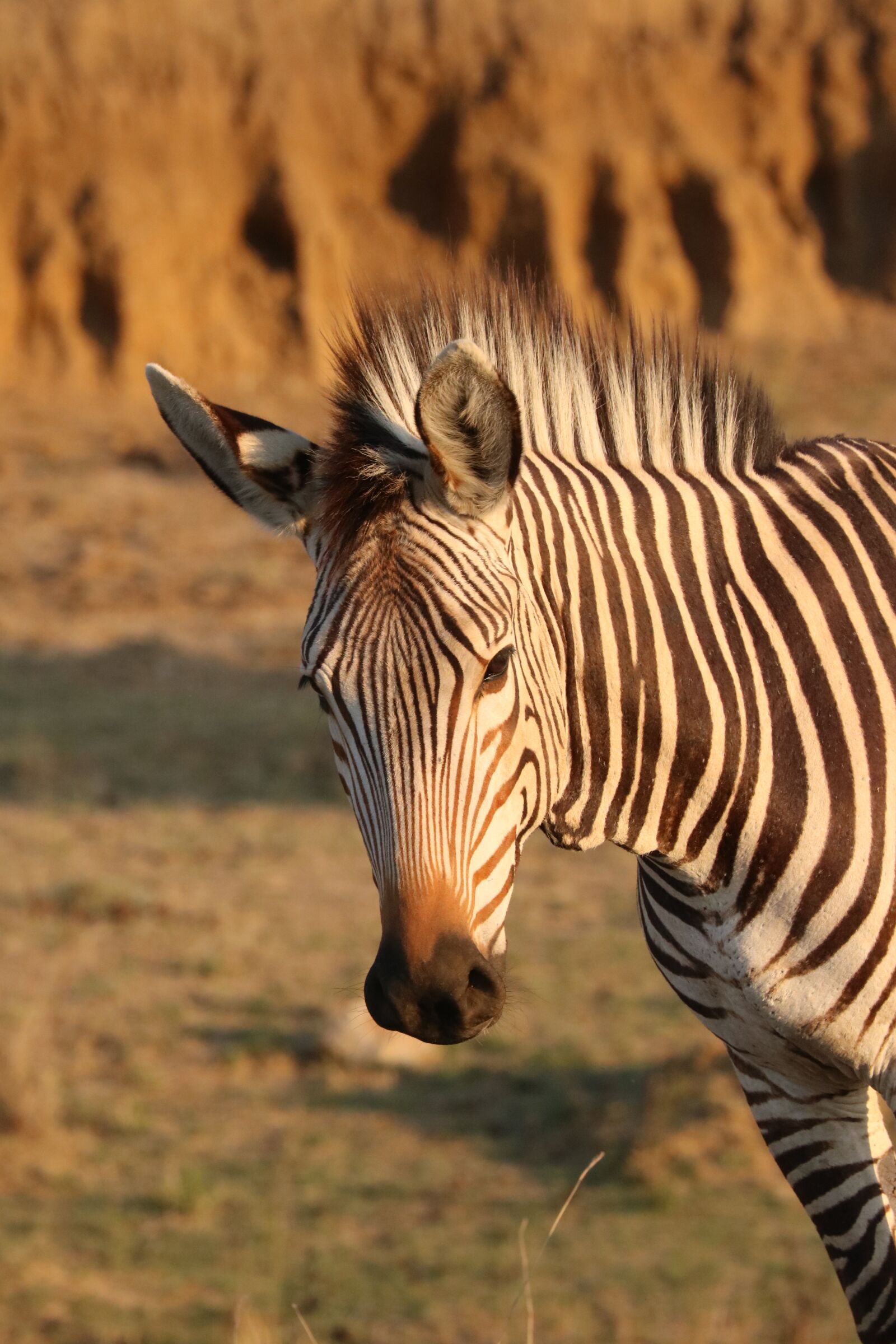 Canon EF 70-300mm F4-5.6L IS USM sample photo. Hartmann's, mountain zebra, zebra photography