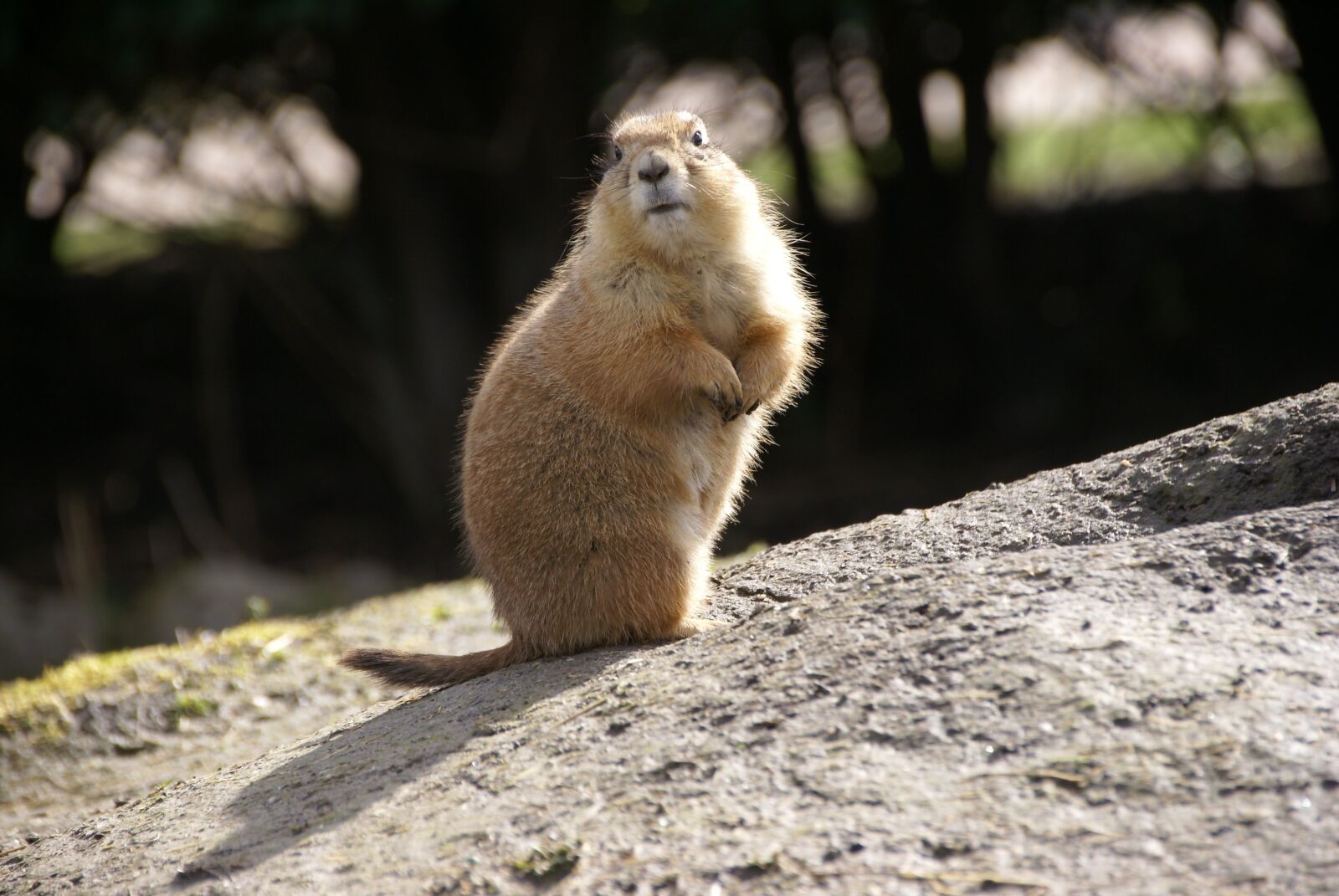 Sony Alpha DSLR-A100 sample photo. Mammal, wildlife, rodent photography