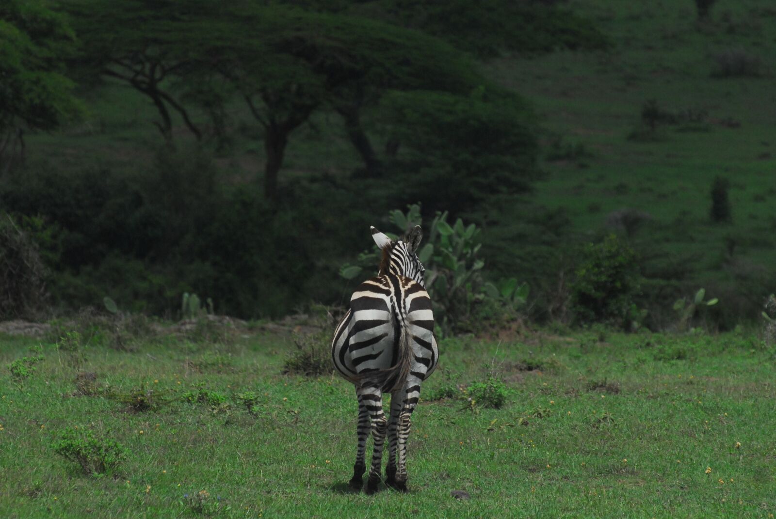 Nikon D200 sample photo. Zebra, safari, africa photography