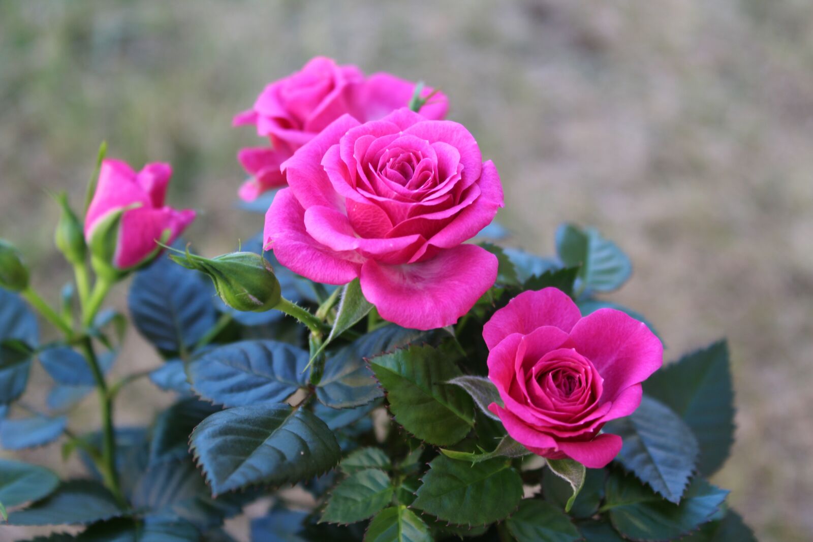 Canon EOS 1200D (EOS Rebel T5 / EOS Kiss X70 / EOS Hi) sample photo. Rose, pink, flower photography
