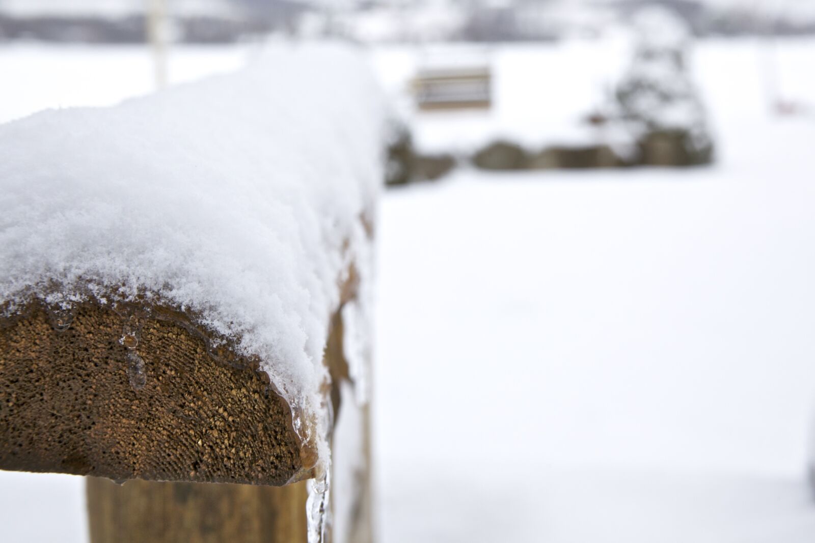 Canon EOS 5D Mark II sample photo. Winter, snow, cedar photography