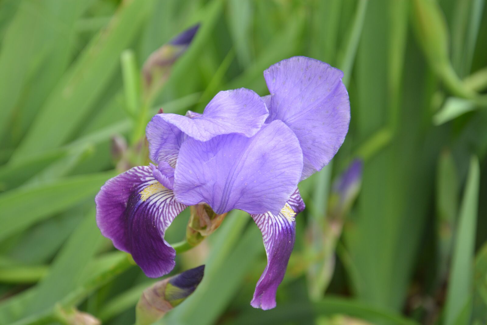 Nikon D5200 sample photo. Flower lilac, flower, nature photography