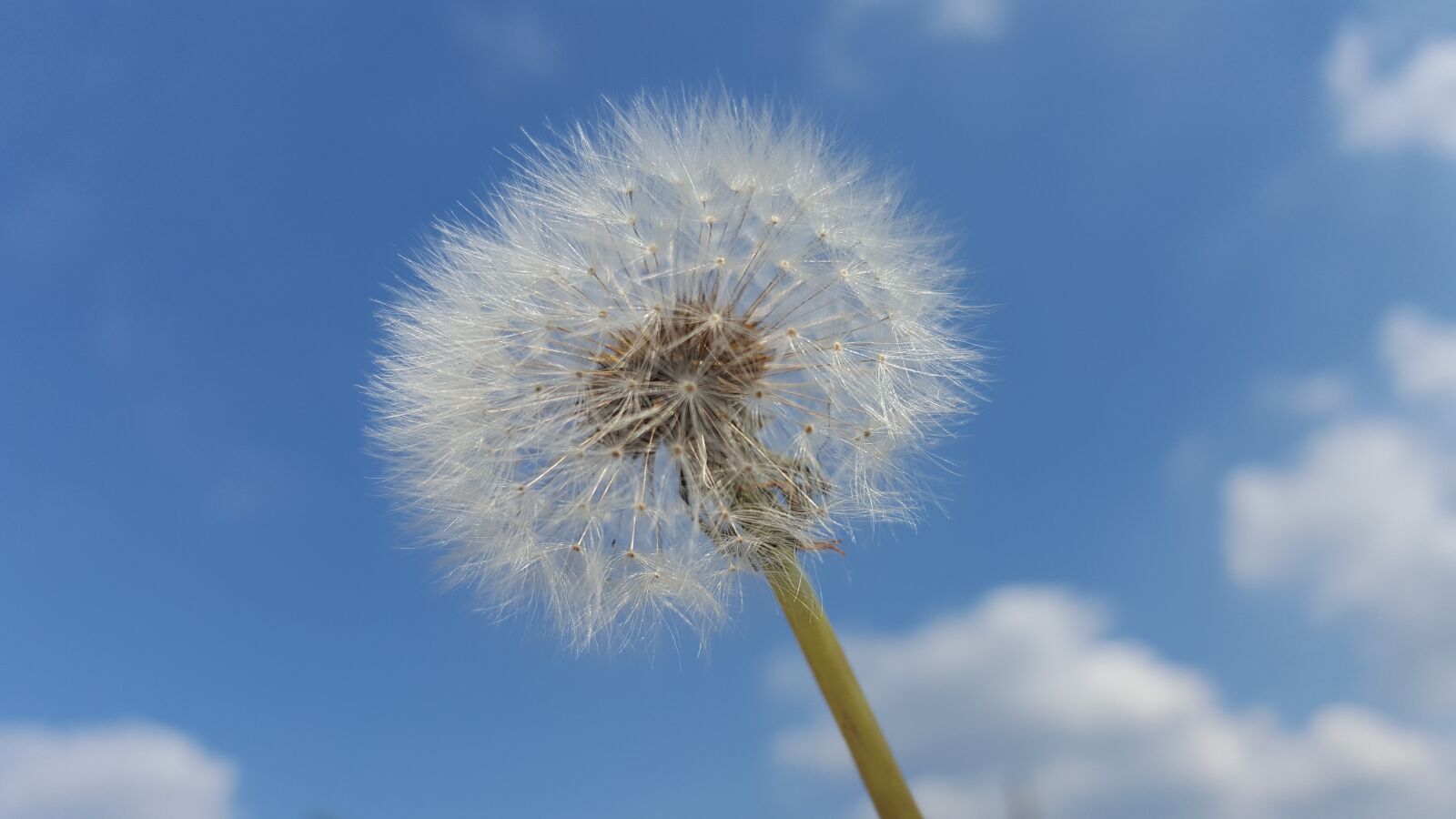 Samsung Galaxy S6 sample photo. Dandelion, sky, background photography