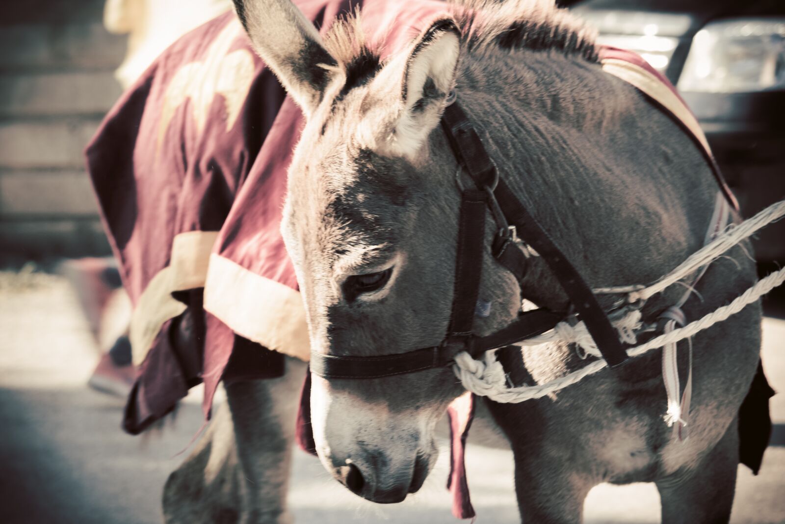 Canon EF-S 55-250mm F4-5.6 IS STM sample photo. Donkey, mammal, animal photography