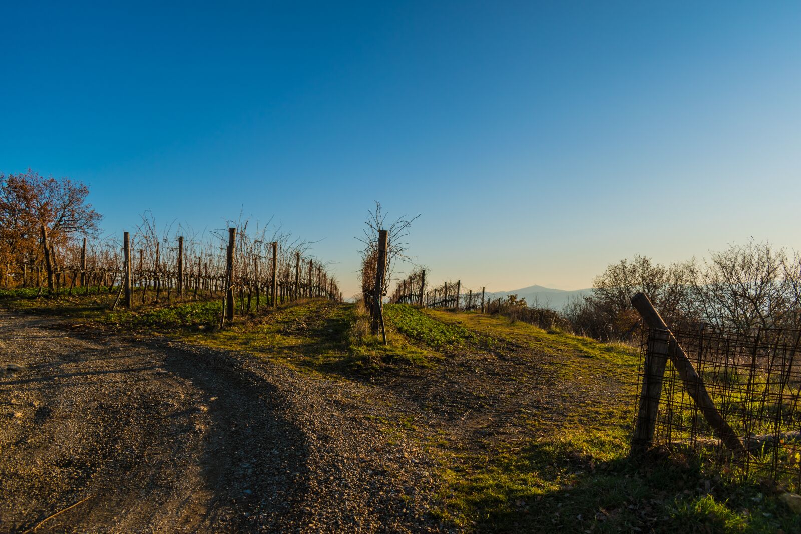 Nikon D5600 sample photo. Vineyard, hill, landscape photography