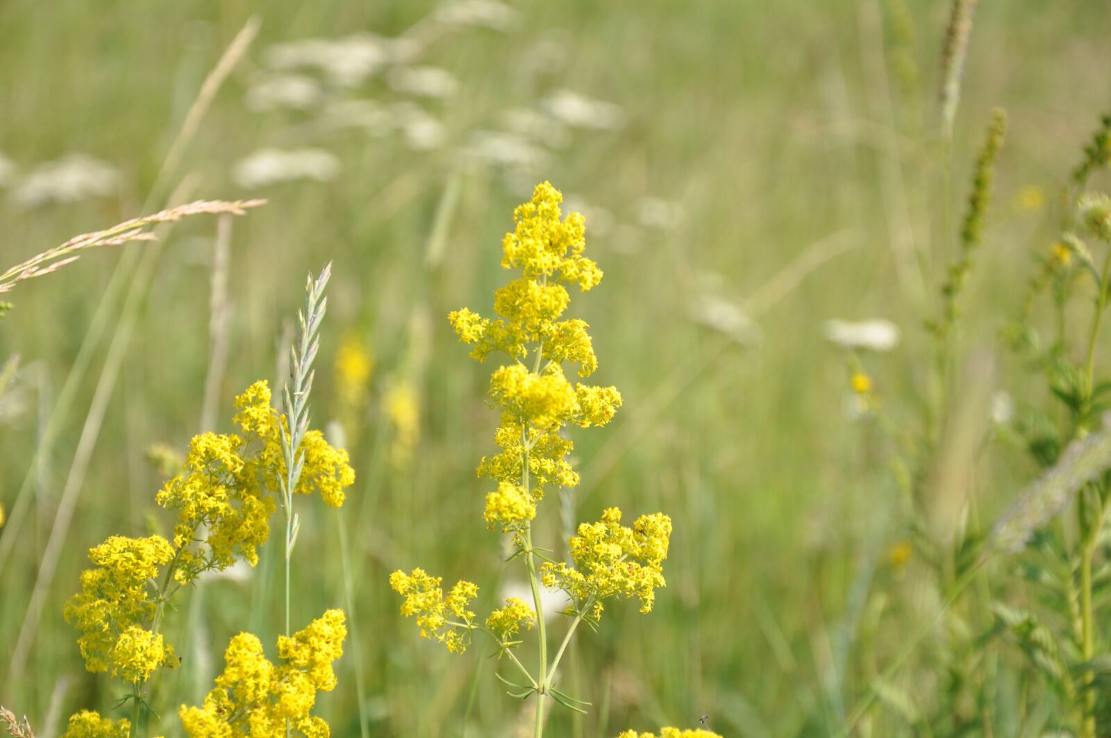 Nikon D90 sample photo. Flowers, grass, meadow photography